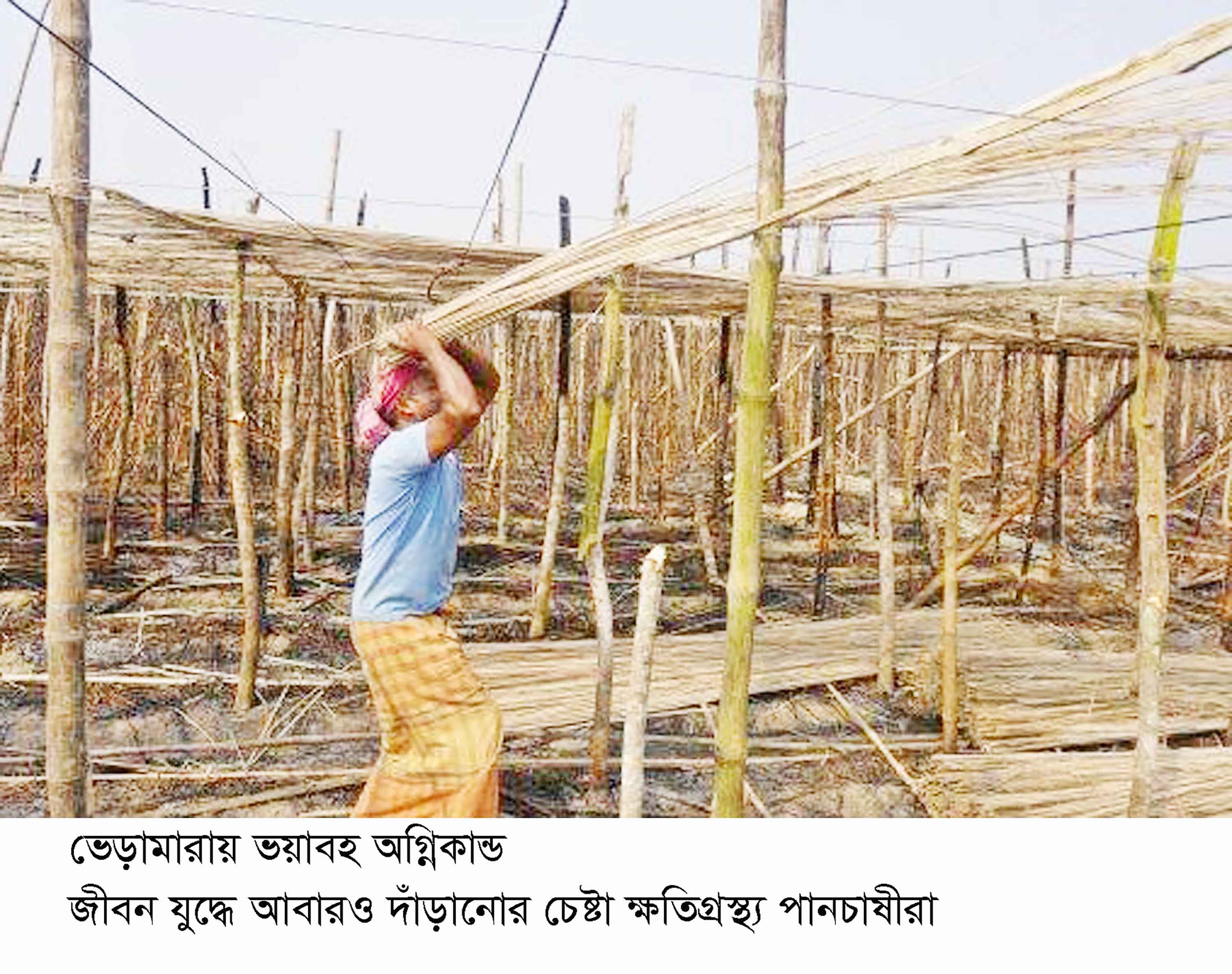 জীবনযুদ্ধে আবারও দাঁড়ানোর চেষ্টা ক্ষতিগ্রস্ত পানচাষিদের