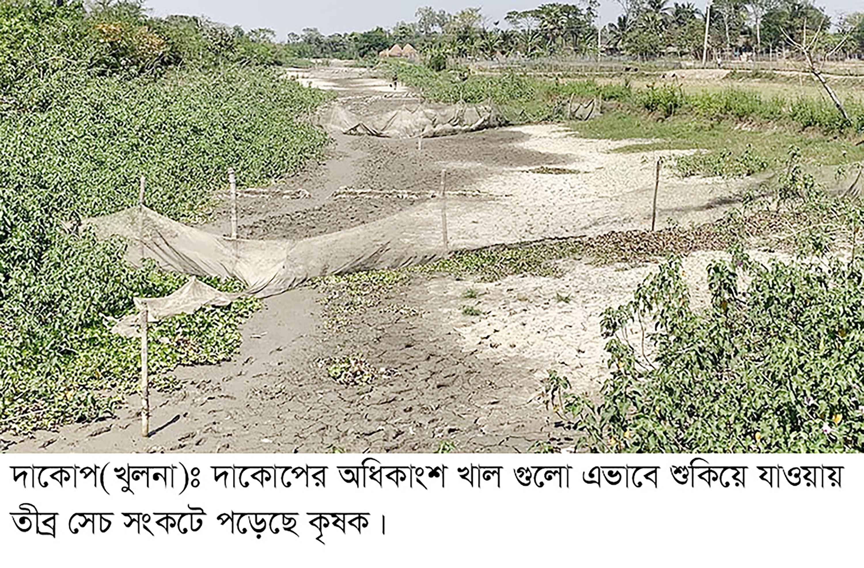 দাকোপে সেচ সংকটে দিশাহারা তরমুজ চাষি