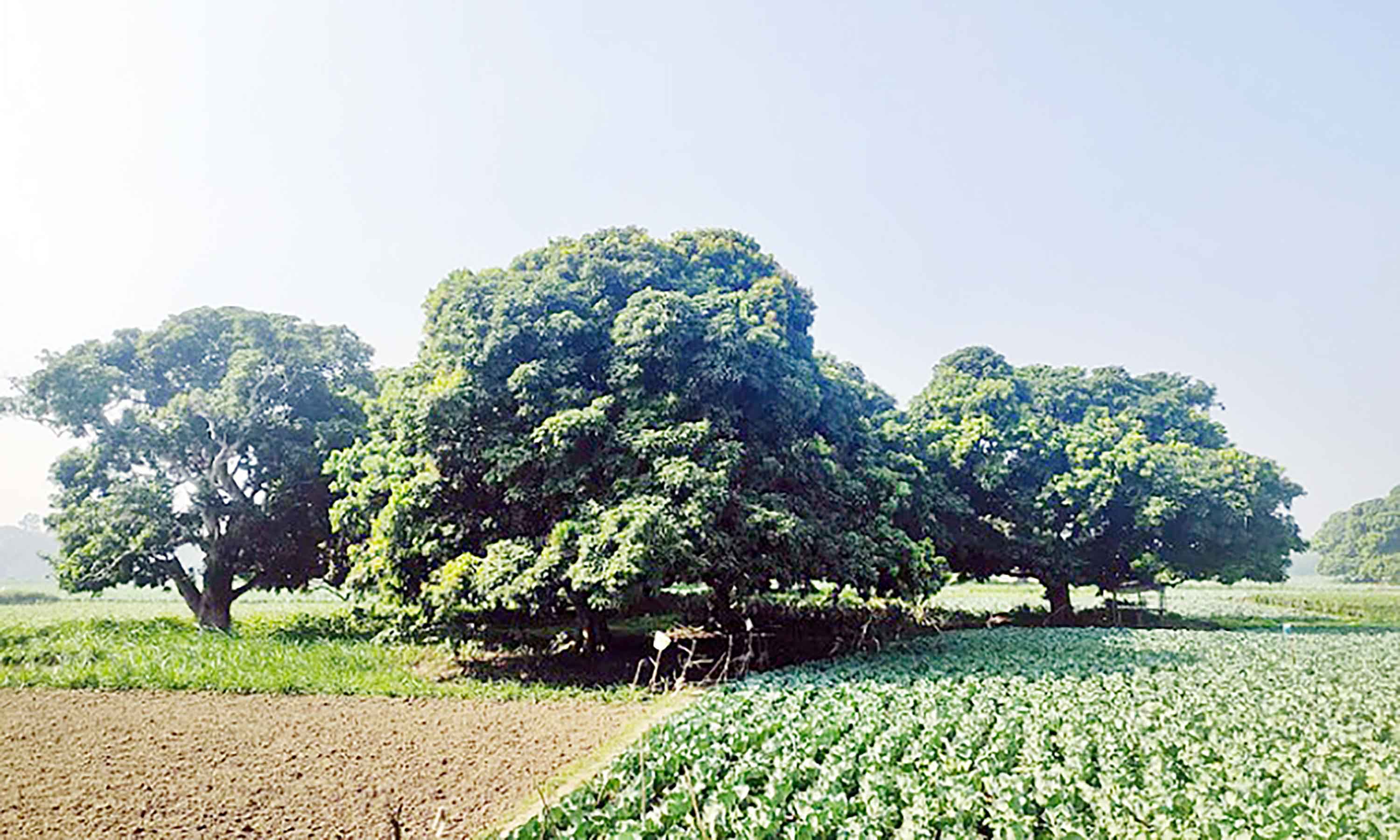 বিলুপ্তির পথে শেফার্ড ফিল্ডের শেষ স্মৃতি লিচু বাগান