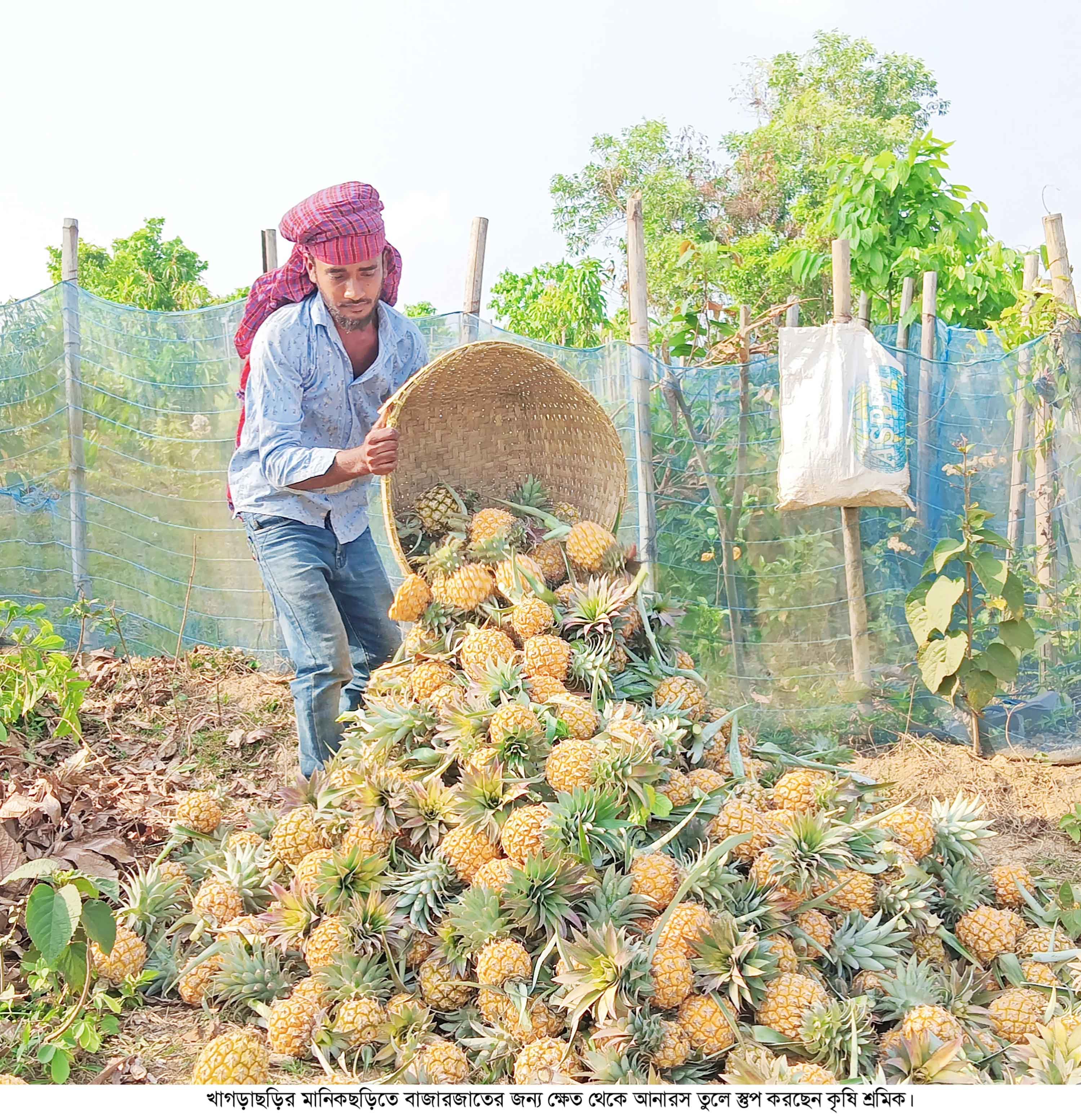 অপরিপক্ব আনারস পাকাতে হরমোন ইথোফেন ব্যবহার