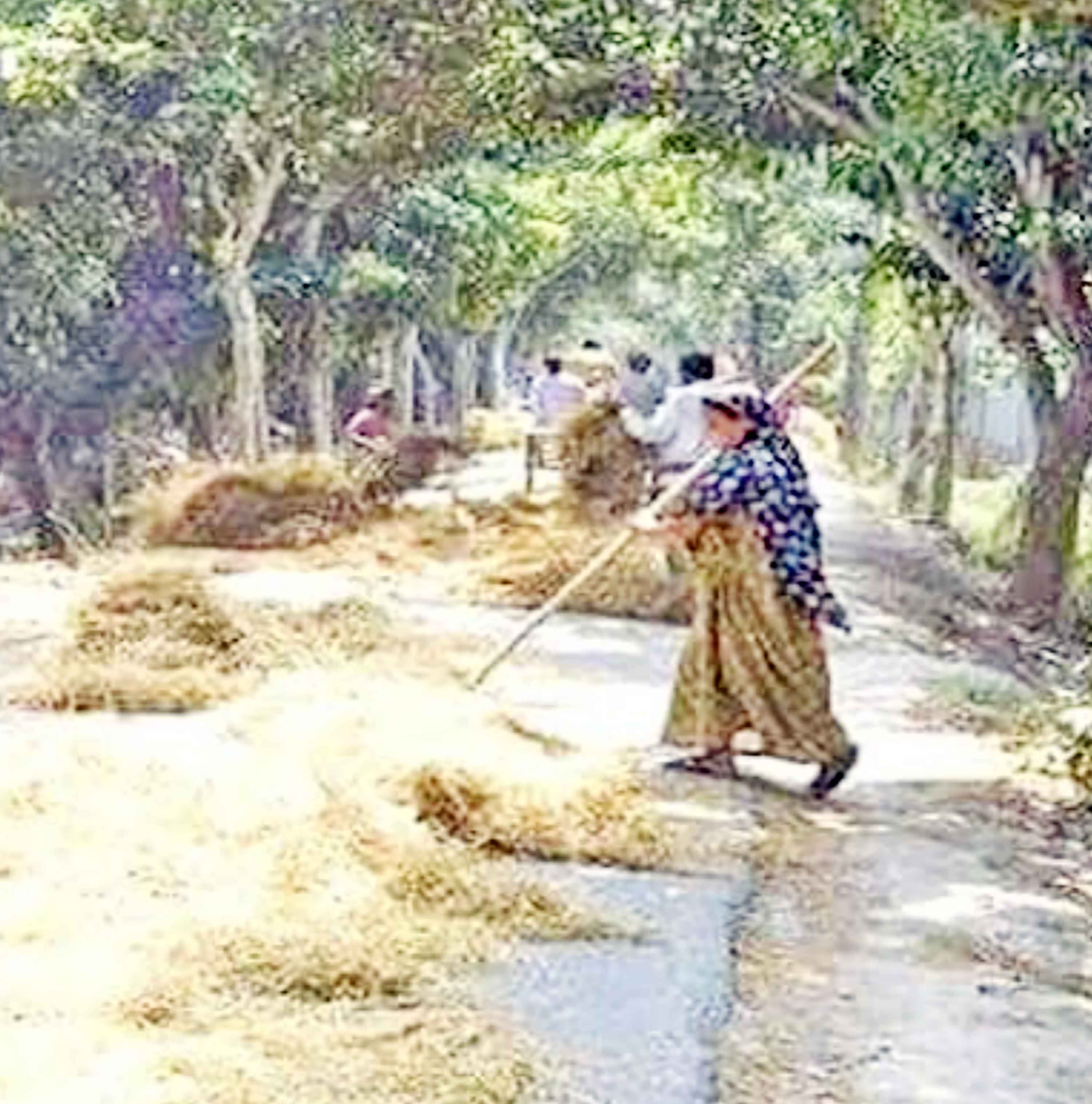 ফসল শুকানো ও মাড়াই কাজে ব্যবহৃত হচ্ছে সড়ক
