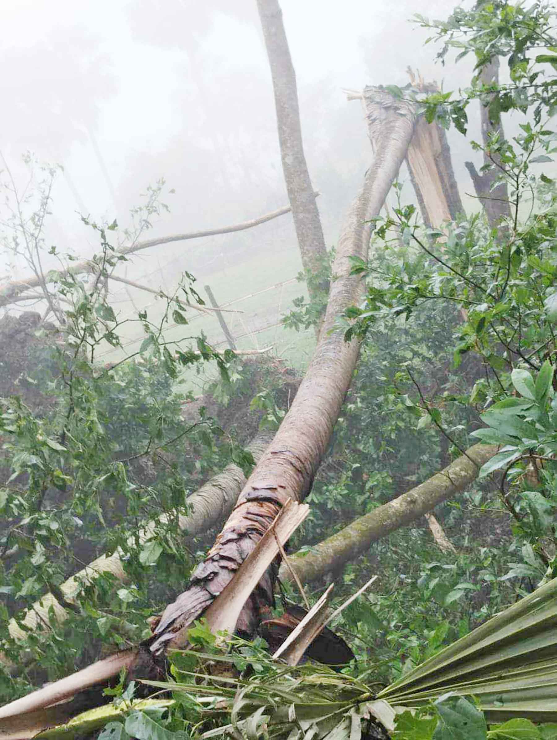 আলফাডাঙ্গায় ঘূর্ণিঝড়ে ২২ গ্রাম লন্ডভন্ড, ঘরবাড়ি বিধ্বস্ত