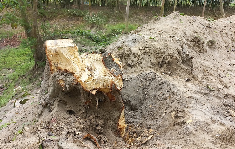 সরকারি গাছ কেটে বিক্রি করলেন ইউপি চেয়ারম্যান