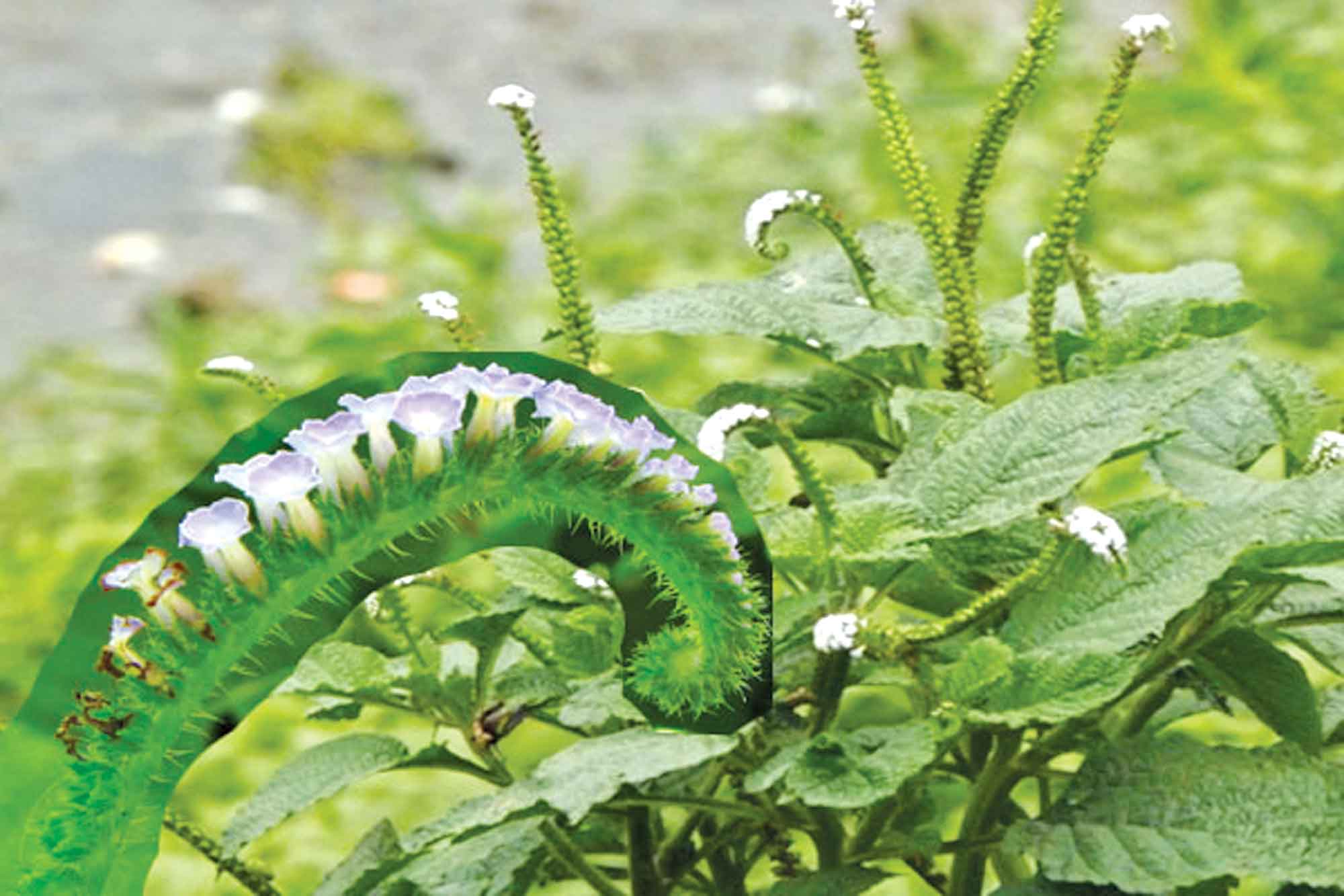গাছের নাম হাতিশুঁড় ঔষধি গুণে ভরপুর