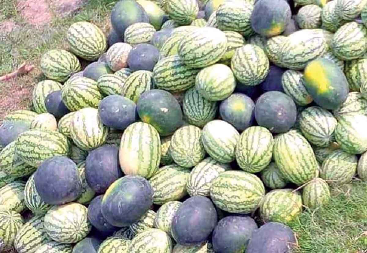 ভরা মৌসুমে প্রত্যাশিত বিক্রি নেই তরমুজের