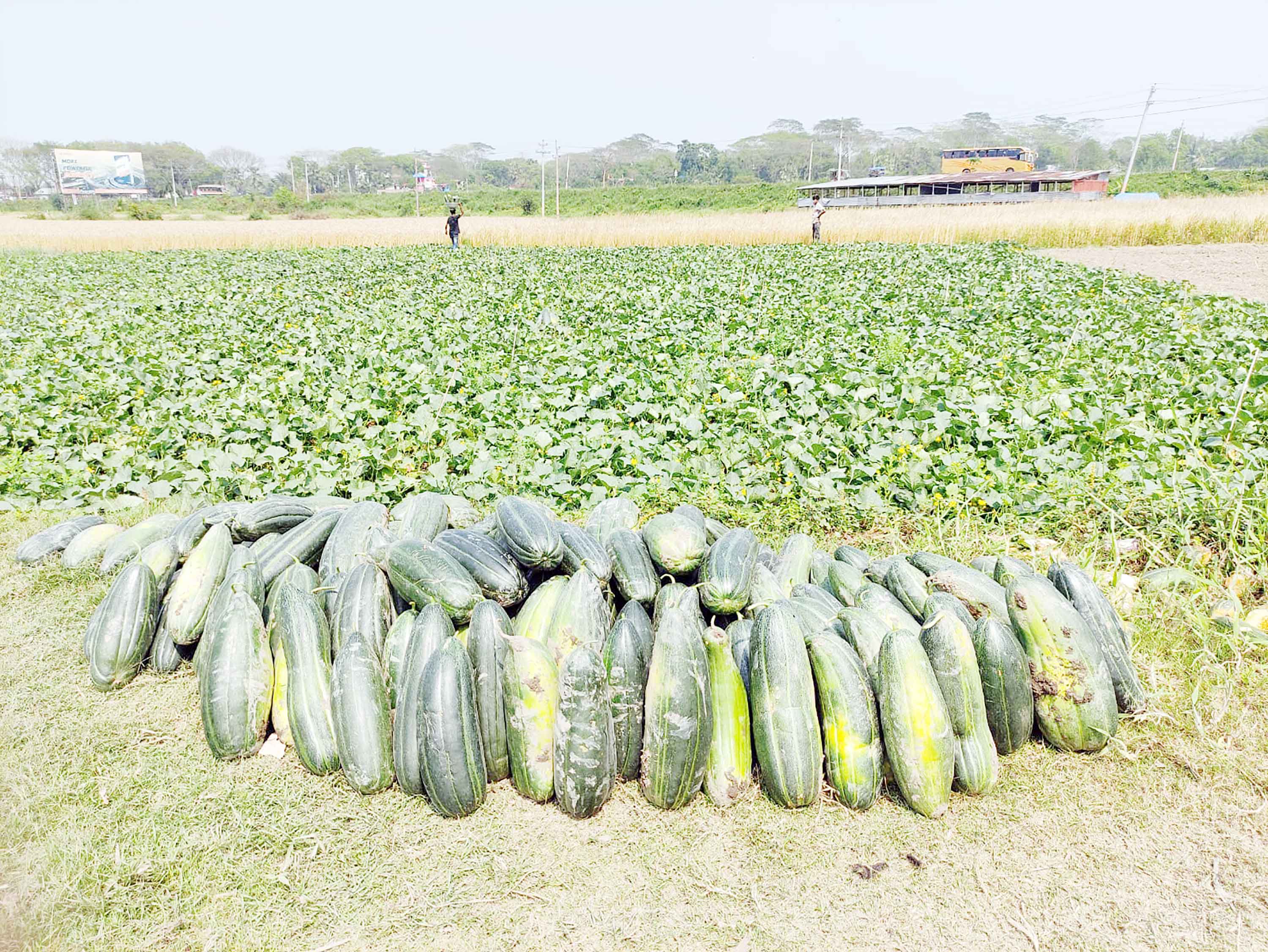 ভাঙ্গায় বাঙ্গির বাম্পার ফলন