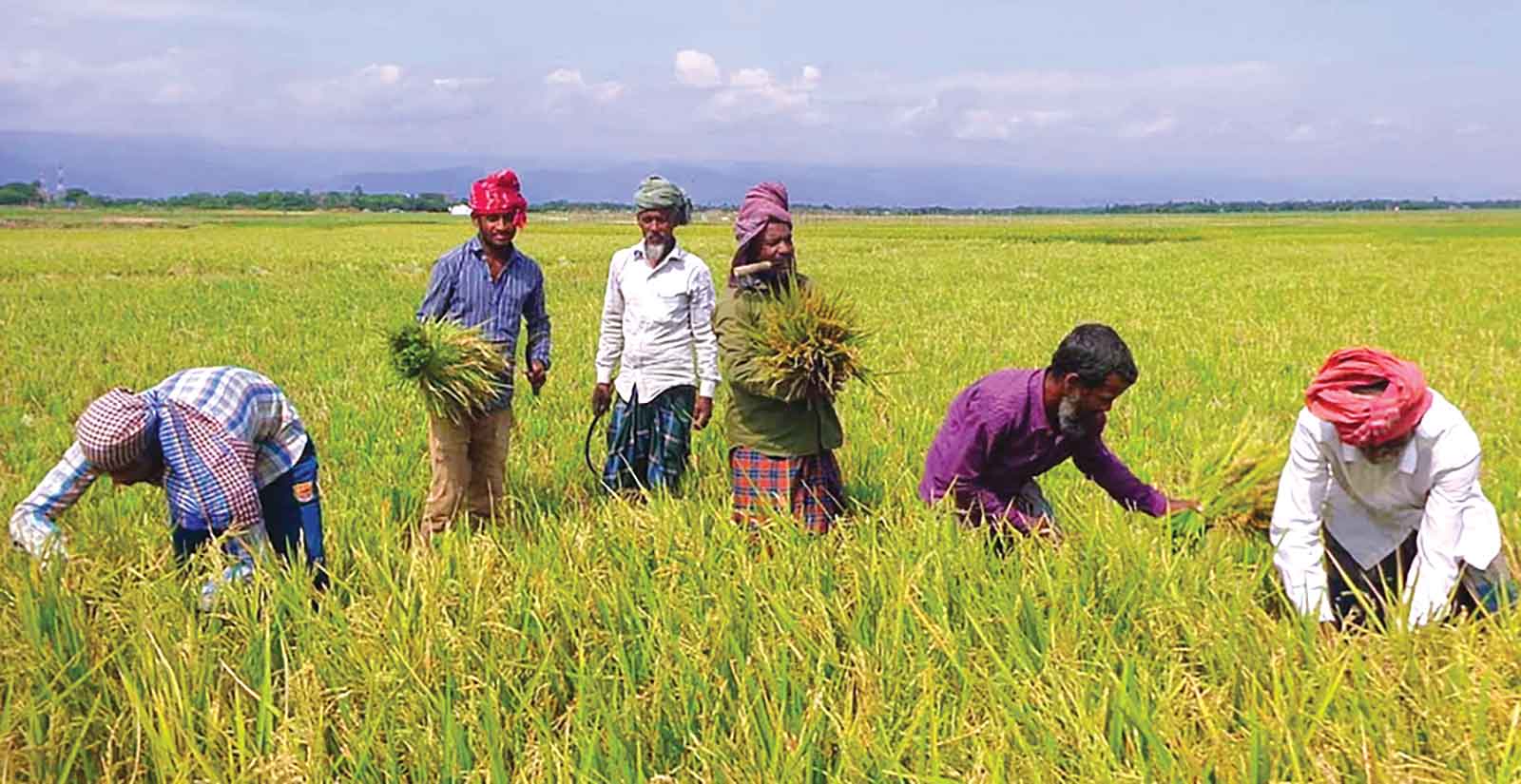 হাওড়ে সোনালি ধানে সুখের হাসি কৃষকের