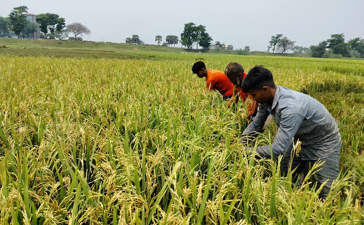 শ্রমিক সংকট, সন্তান-সন্তুতি নিয়ে ধান কাটতে ব্যস্ত দোয়ারাবাজারের চাষীরা