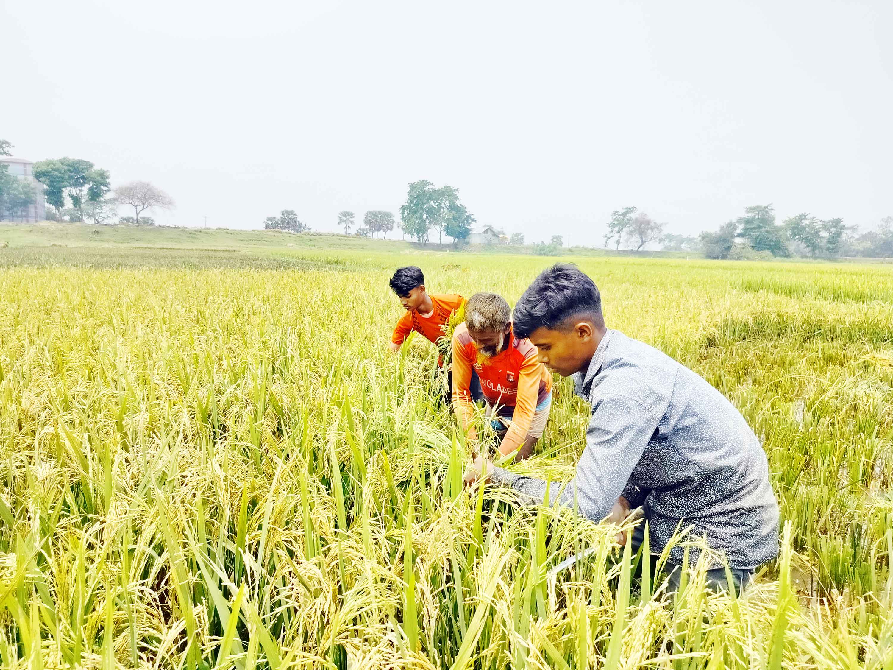 দোয়ারাবাজারে পরিবার নিয়ে ধান কাটায় ব্যস্ত চাষিরা