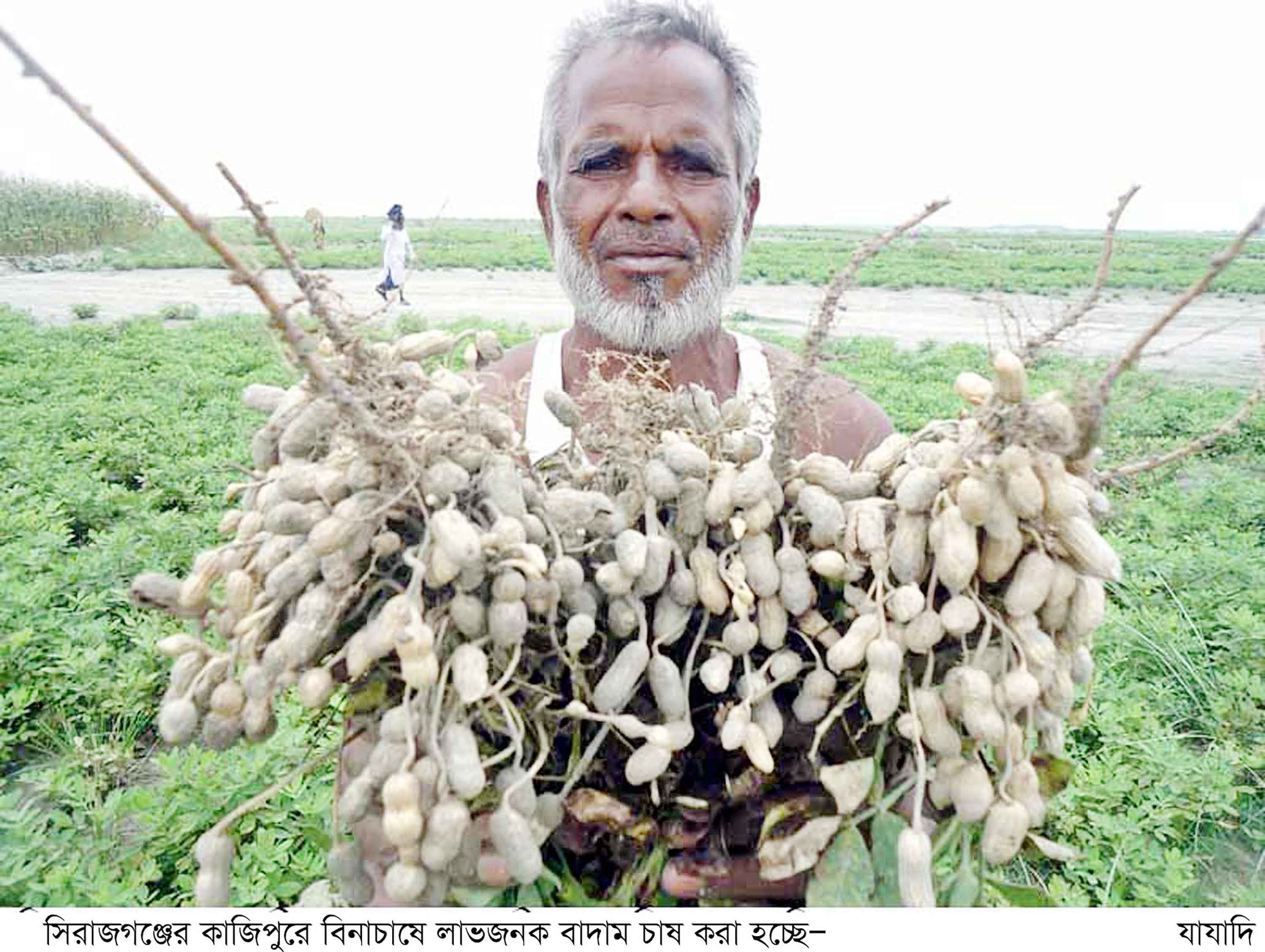 কাজিপুরে রবি মৌসুমের মসলা জাতীয় ফসলের আবাদ বেড়েছে