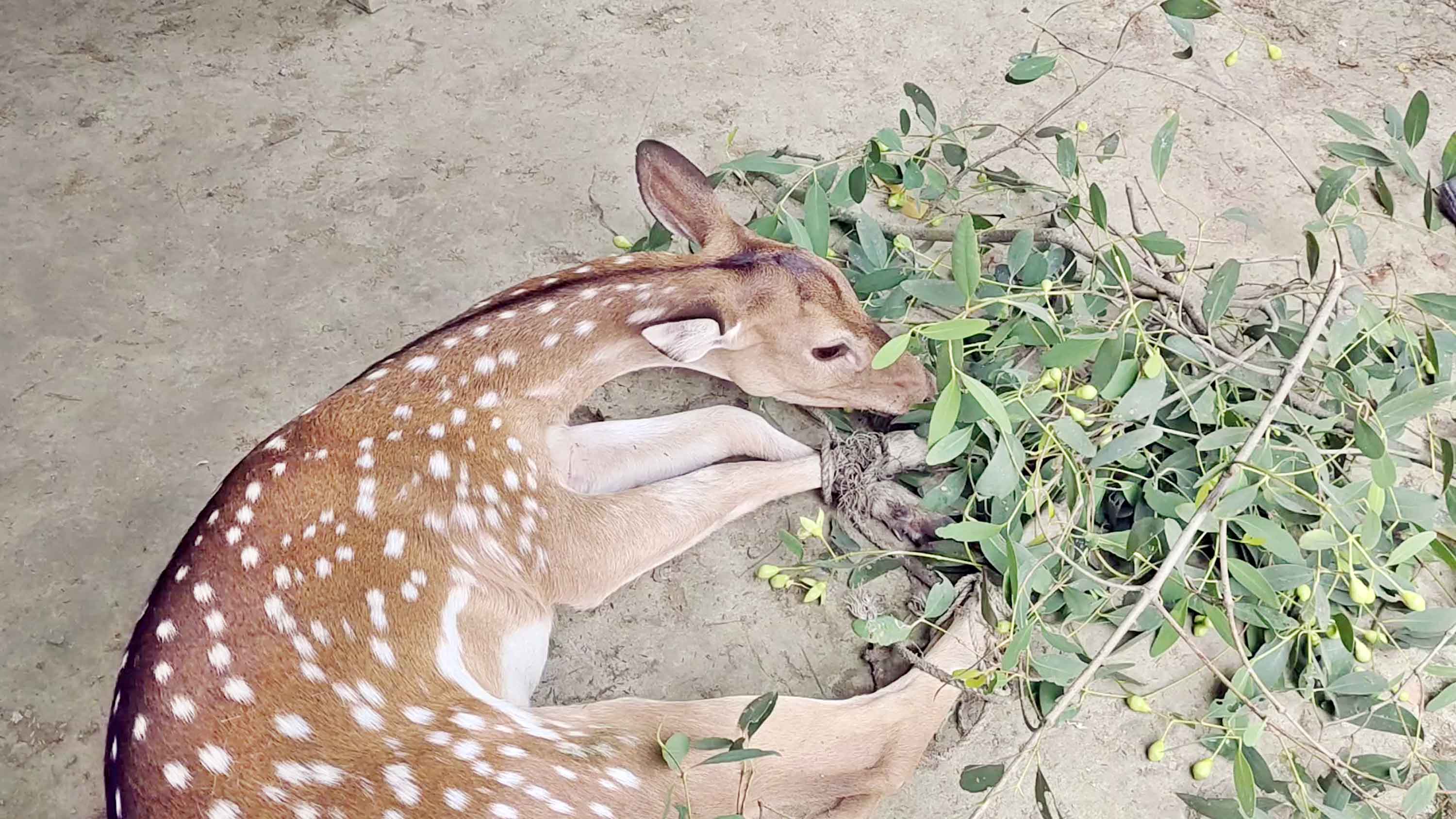 সুন্দরবনের দুই চিত্রা হরিণ পাথরঘাটা থেকে উদ্ধার