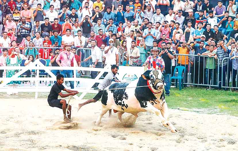 'মর্যাদা-সৌন্দর্য' যখন শিংয়ে