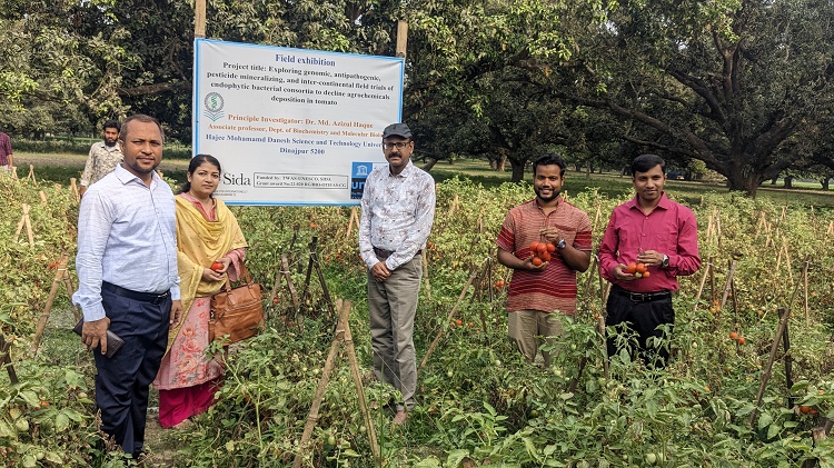 কীটনাশক ও হরমোন ছাড়াই কৃষক পর্যায়ে টমেটো উৎপাদনে সাফল্য