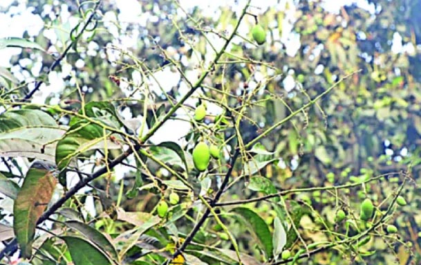 রাজশাহী অঞ্চলে টানা তাপদাহে ঝরে পড়ছেন আমের গুটি