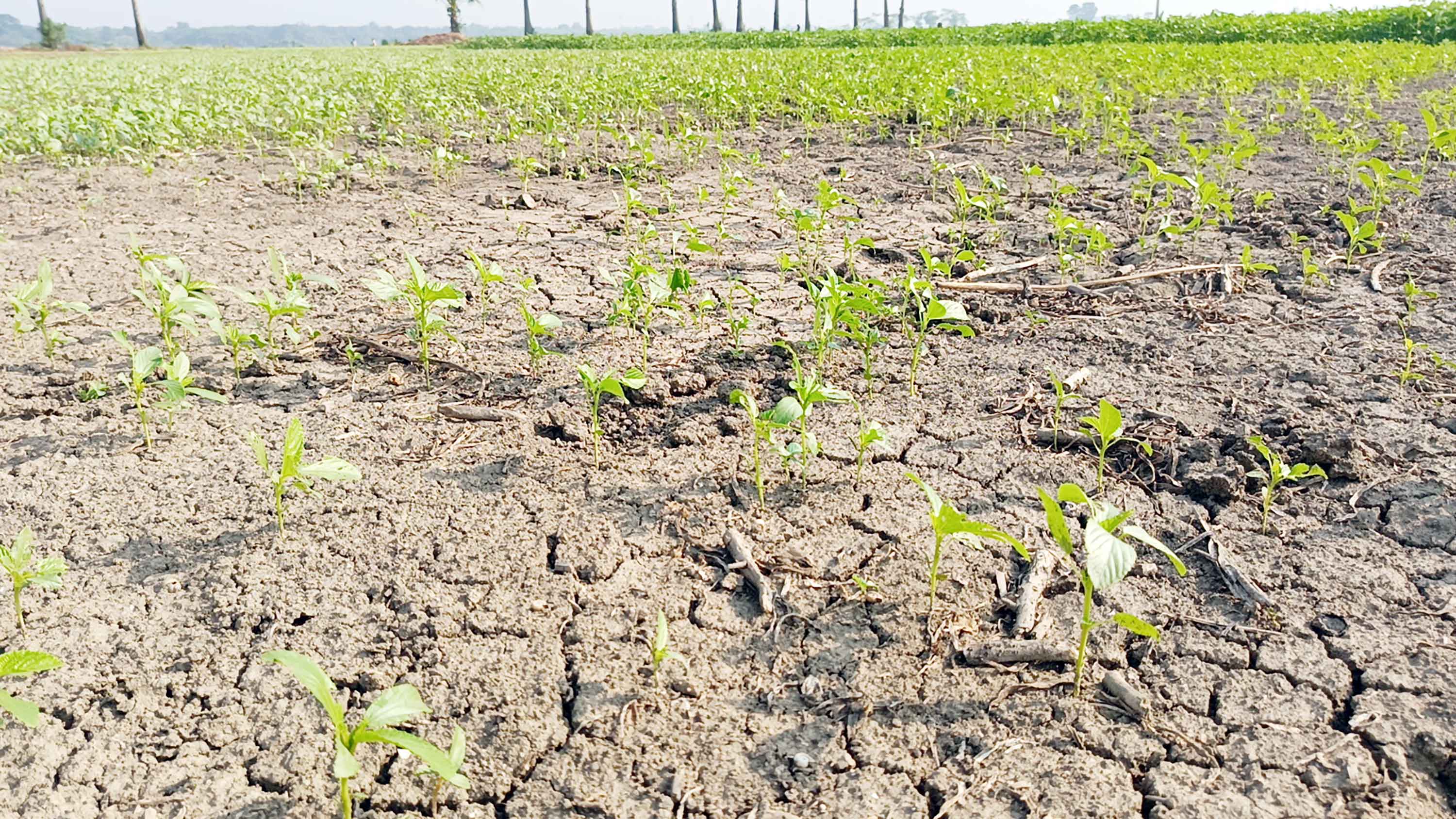 সালথায় প্রচন্ড খরতাপে পাটের ক্ষতির আশঙ্কা
