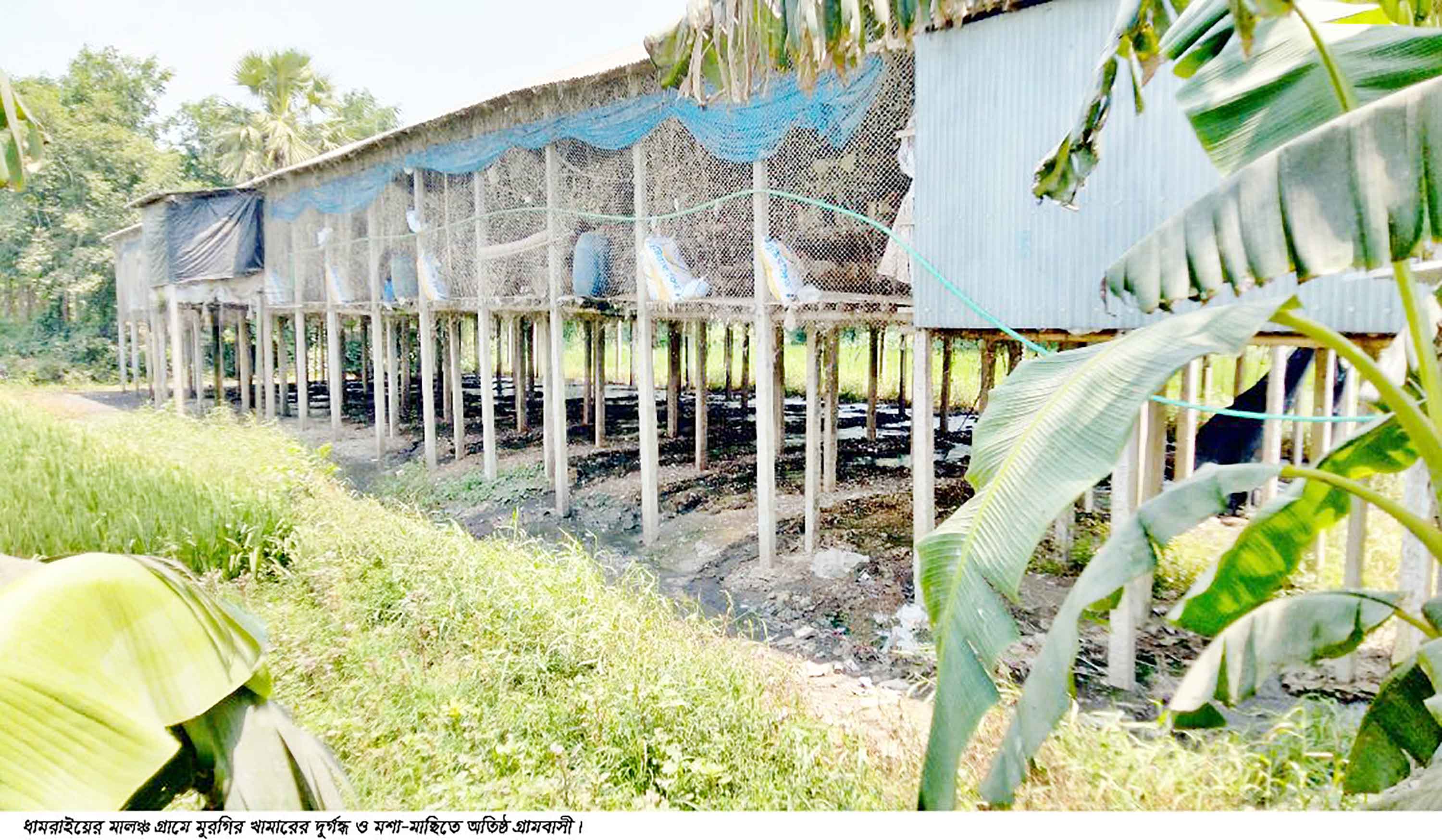 ধামরাইয়ে আবাসিক এলাকায় অর্ধশত মুরগির খামার