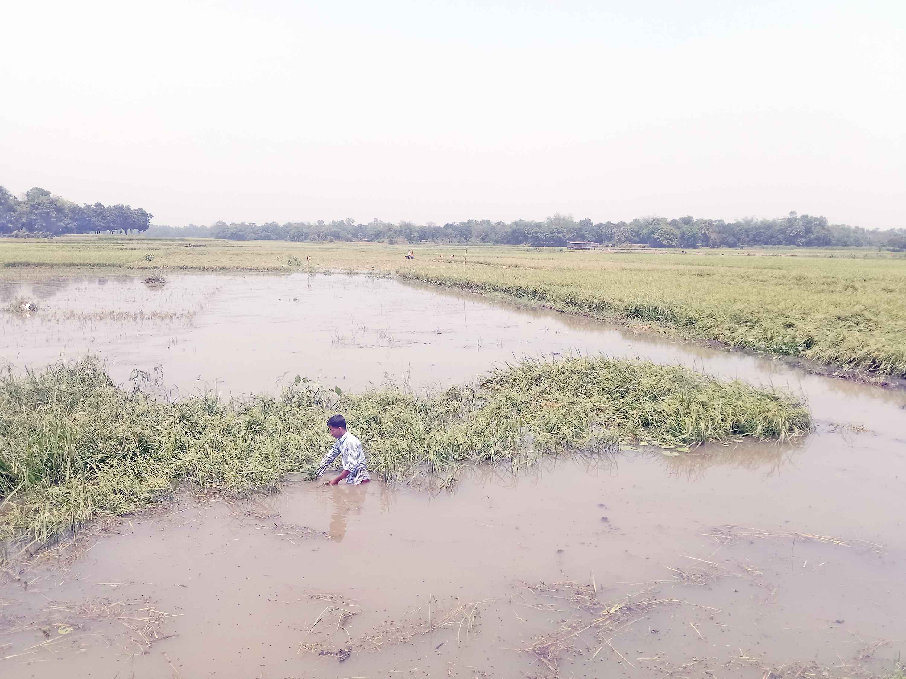 কাপাসিয়ায় বৃষ্টির পানিতে বিনষ্ট ৫ হাজার একর জমির ধান