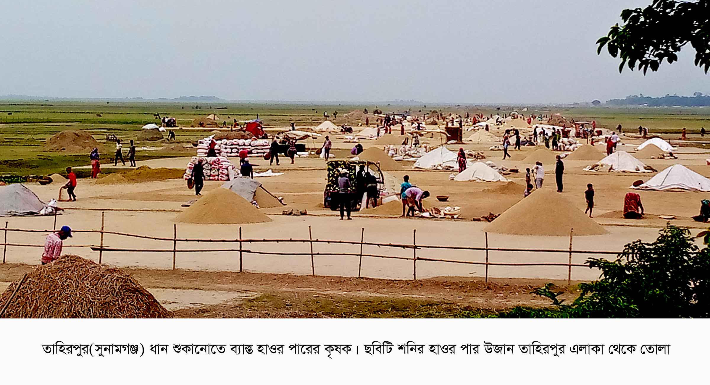 তাপপ্রবাহ উপেক্ষা করে ধান শুকাতে ব্যস্ত হাওড়ের কৃষক