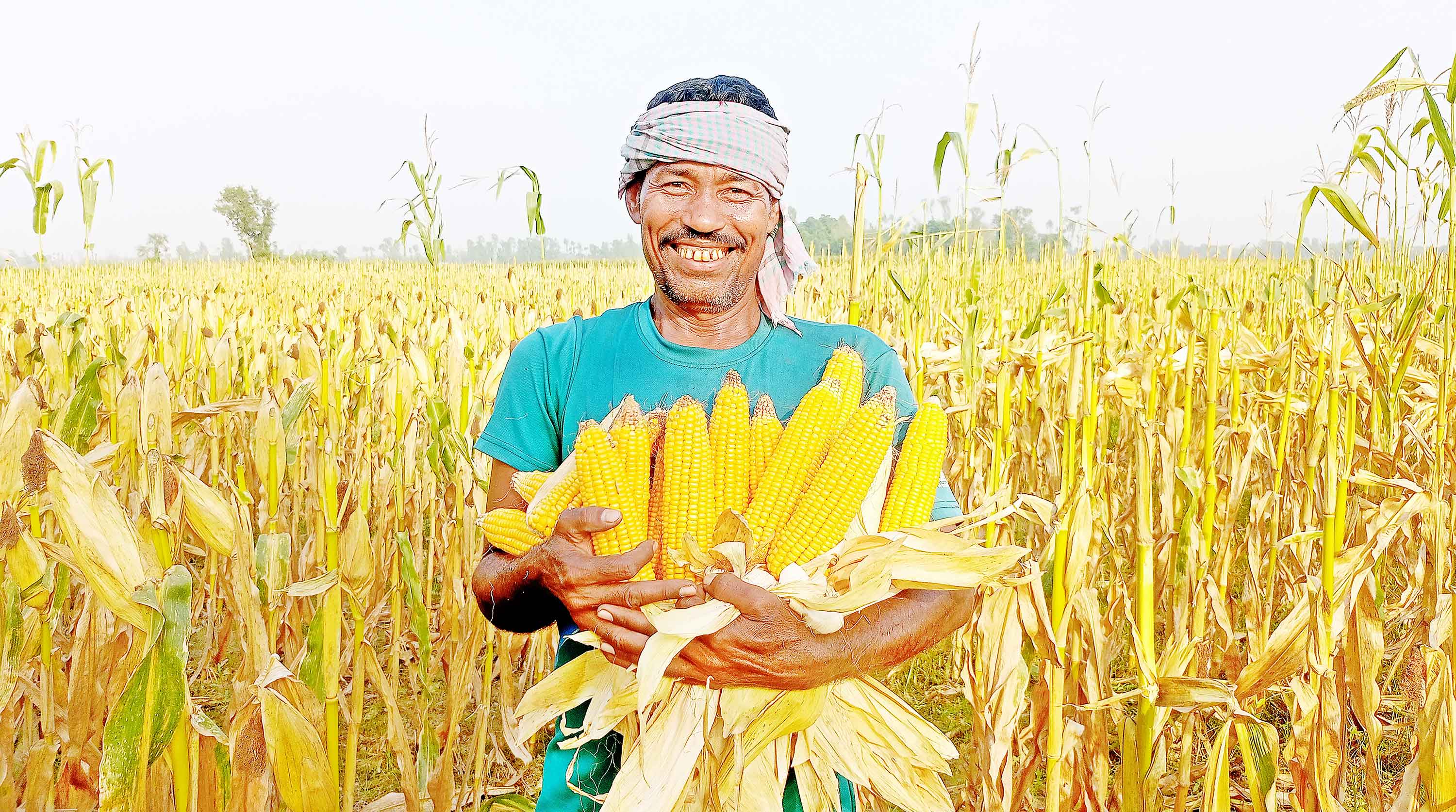 যমুনার চরে ভুট্টার বাম্পার ফলন
