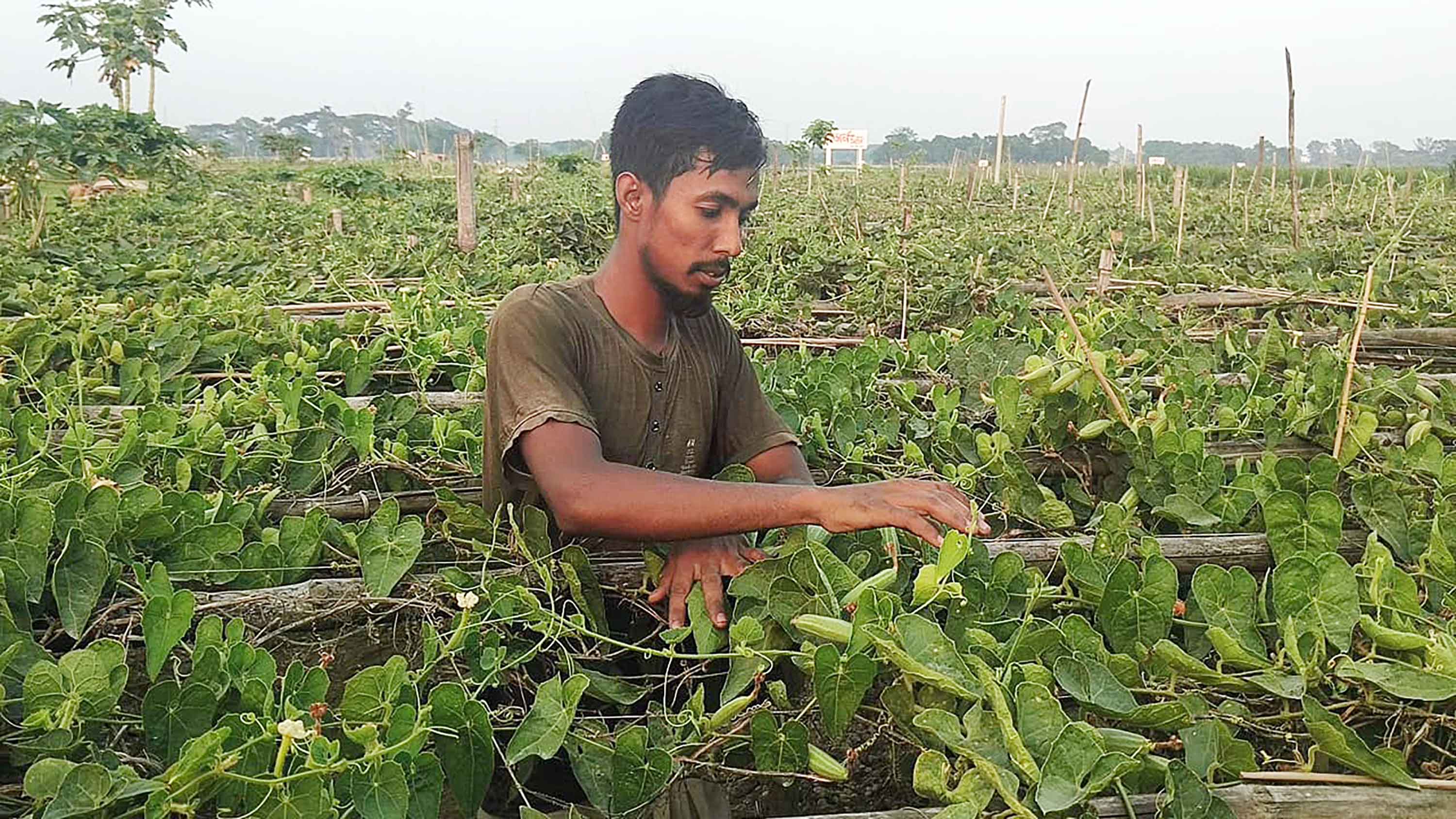 টানা তাপদাহে সবজি নিয়ে চিন্তায় কৃষক