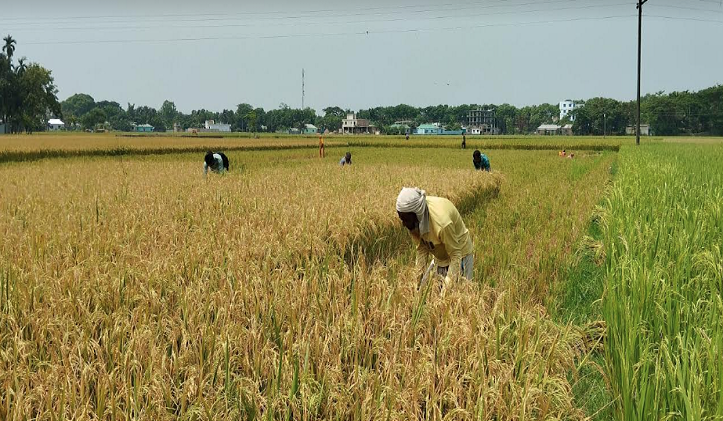 বোরো ধান কাটা শুরু