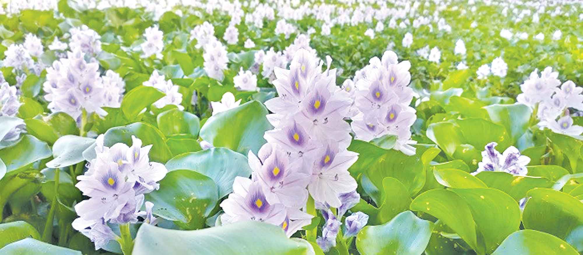 মাছের প্রিয় আবাসস্থল কচুরিপানা