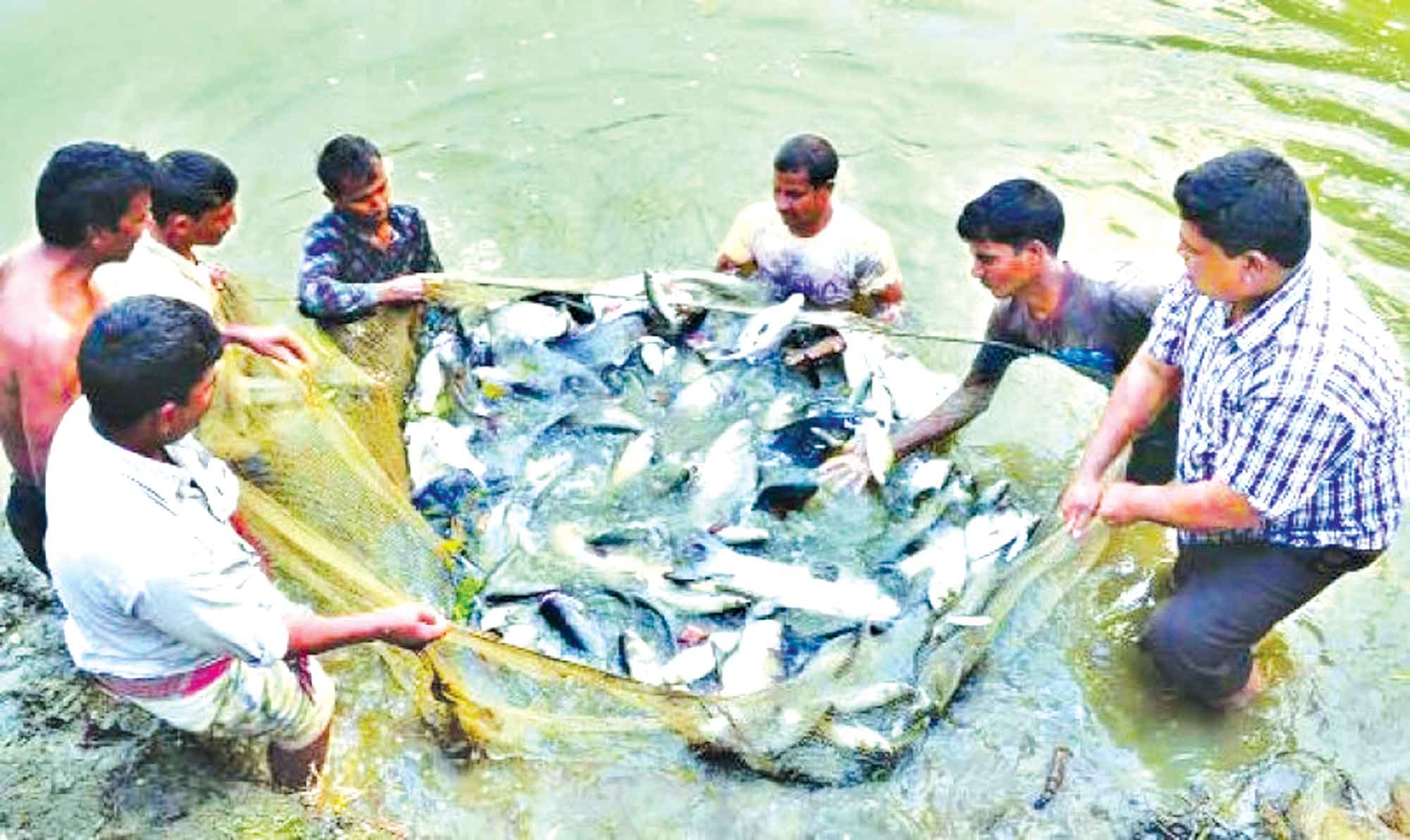কার্প জাতীয় মাছের মিশ্র চাষ অল্প সময়ে অধিক লাভ