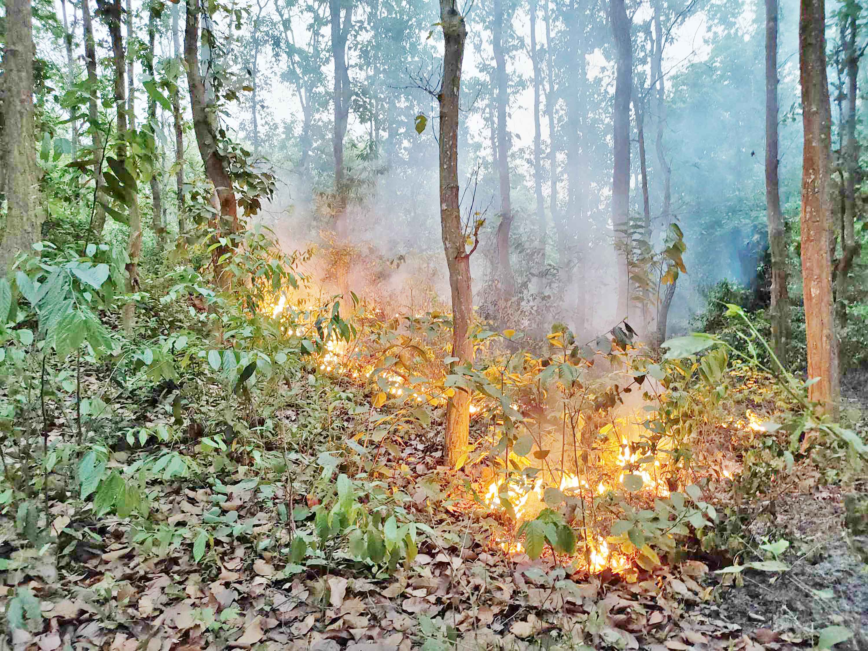 দুর্বৃত্তদের আগুনে পুড়ছে শাল-গজারির সবুজ বন