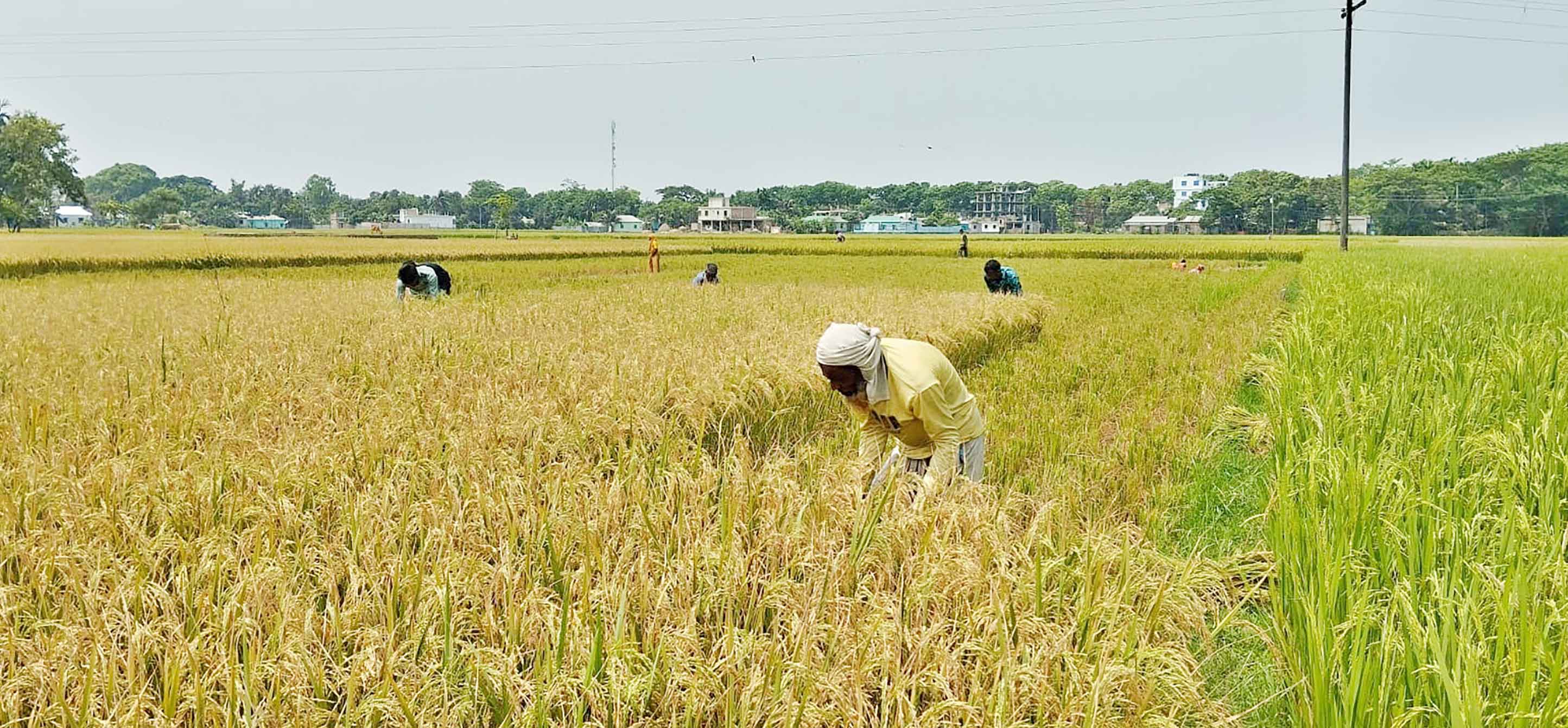 বোরো ধানকাটা শুরু, বাম্পার ফলনে খুশি কৃষক