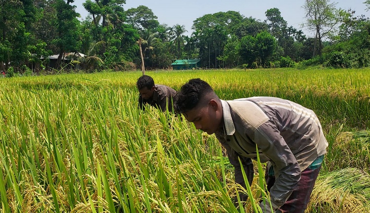 সাতকানিয়ায় আগাম বোরো ধান কাটা শুরু