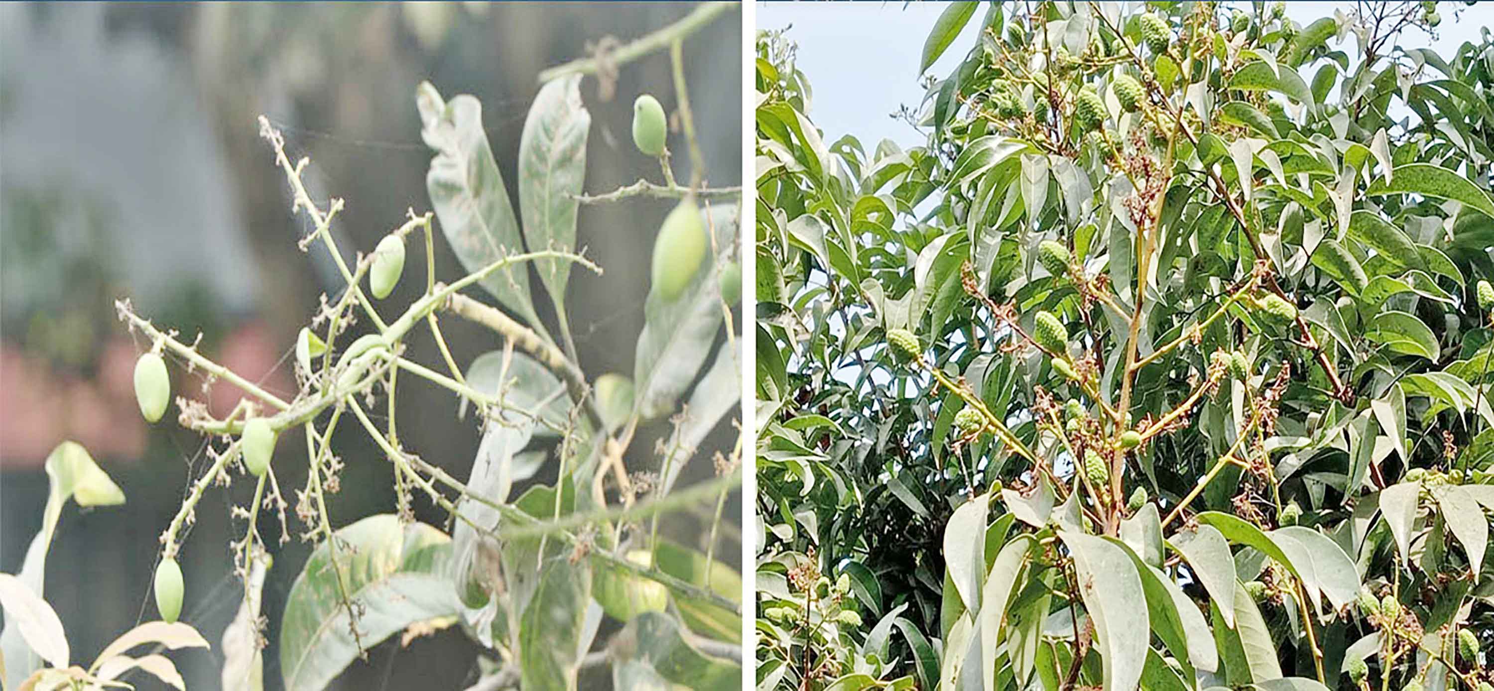 খরা ও দাবদাহে ঝরে পড়ছে আম-লিচুর মুকুল-গুটি