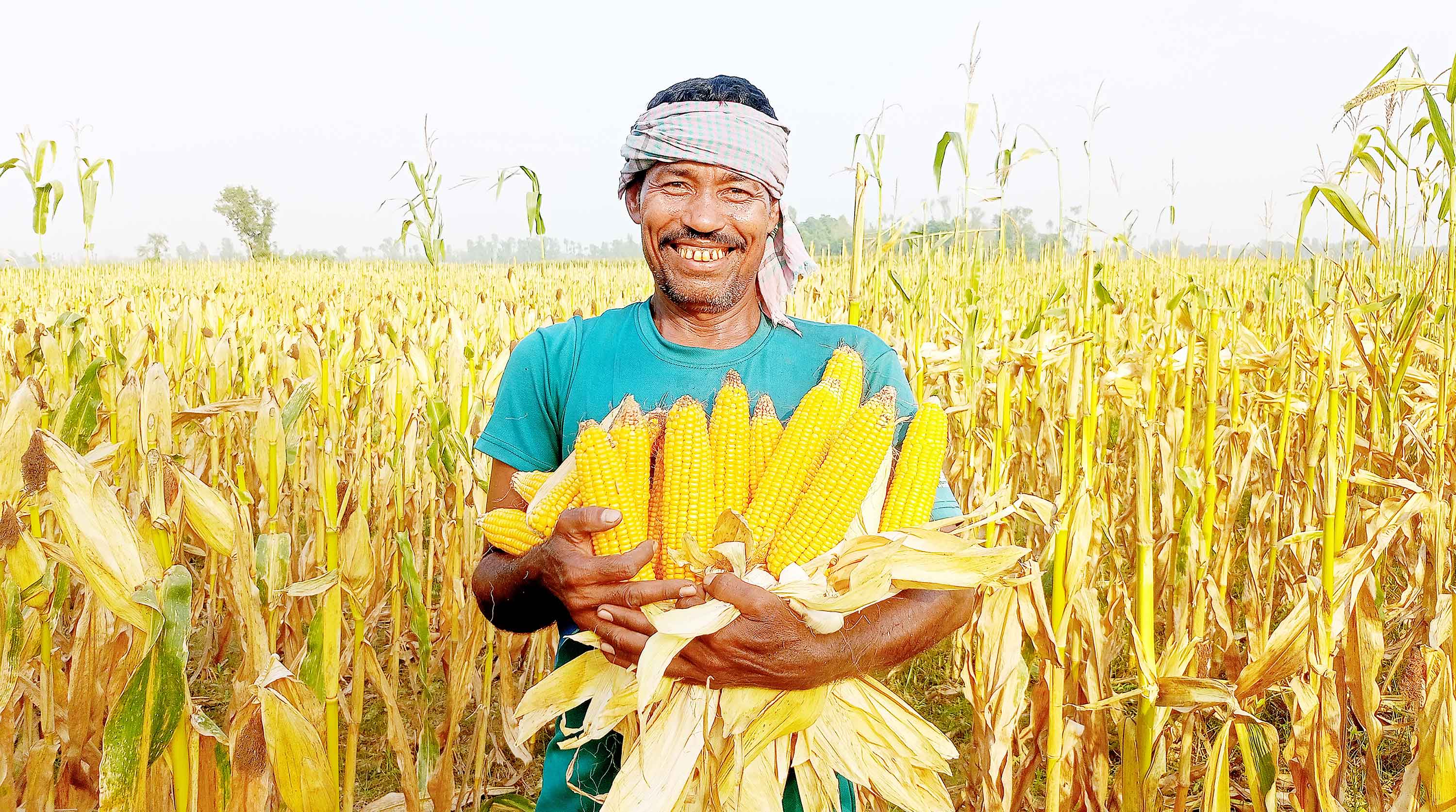 বগুড়ায় চর এলাকায় ভুট্টার বাম্পার ফলন