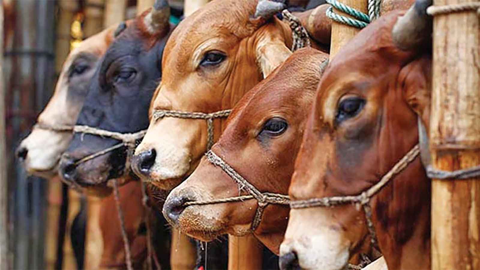 কোরবানির জন্য প্রস্তুত ১ কোটি ৩০ লাখ পশু
