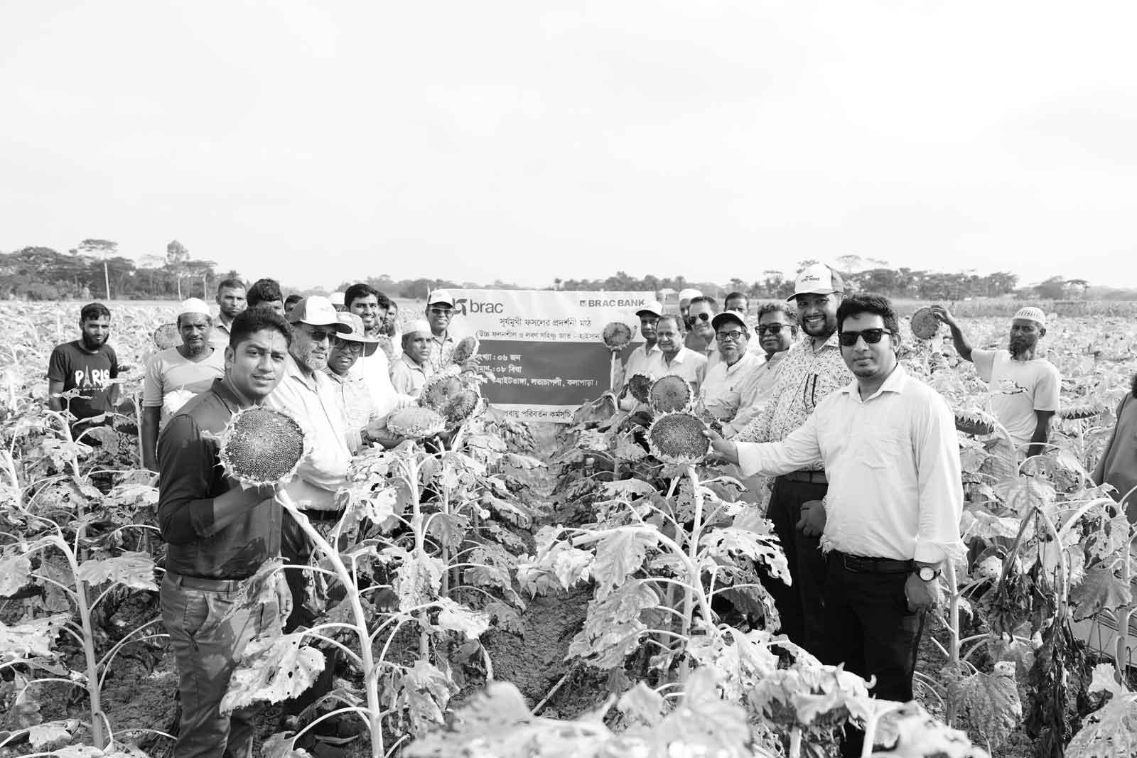 পটুয়াখালীতে হাইব্রিড সূর্যমুখী হাইসান৩৩'র মাঠ দিবস