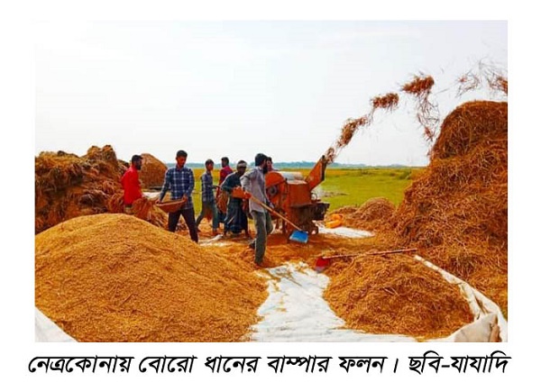 নেত্রকোনায় বোরো ধানের বাম্পার  ফলন ॥ কৃষকের মুখে হাসি