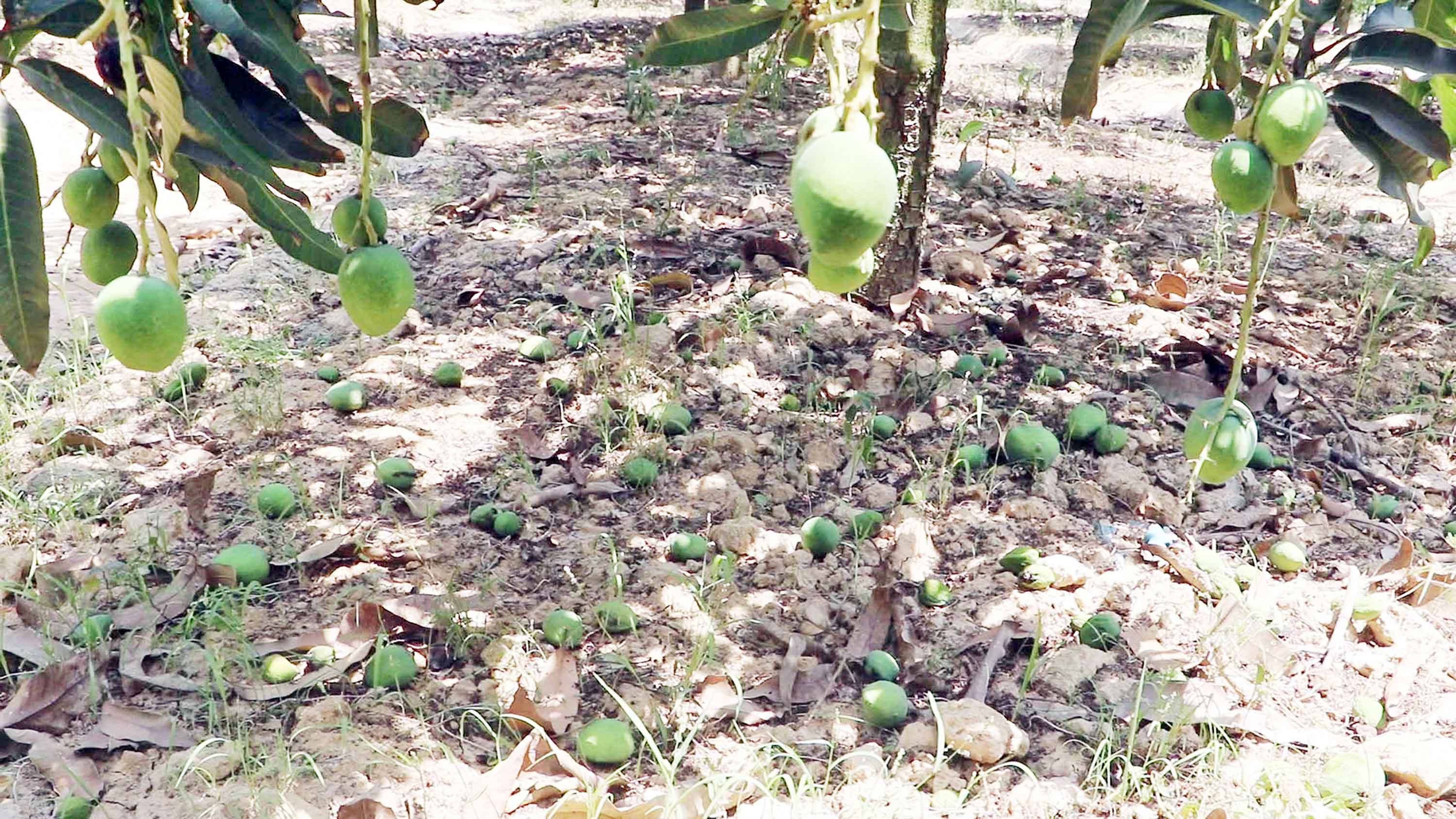 আমের রাজ্য নওগাঁয় তীব্র তাপপ্রবাহ