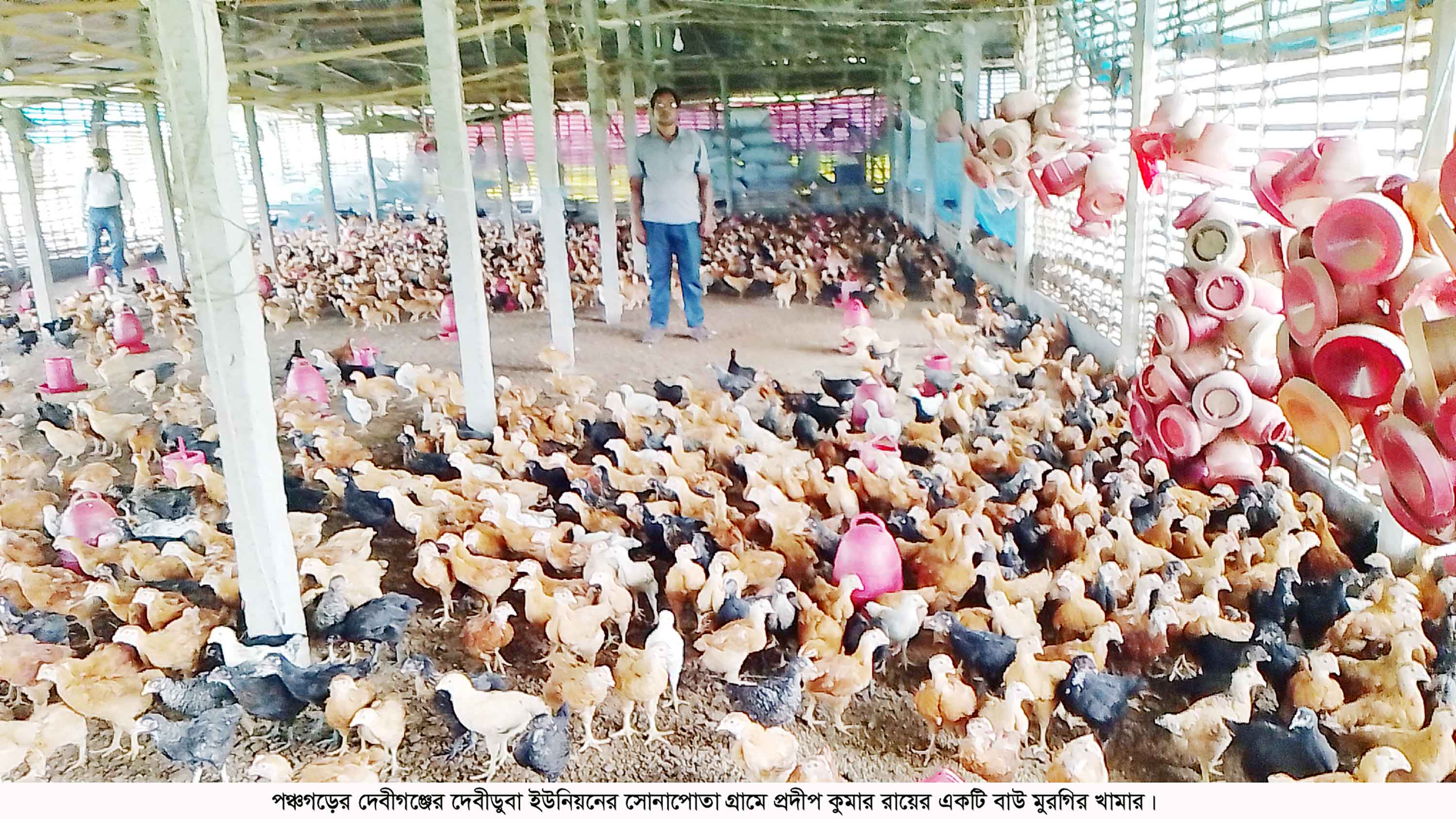 পঞ্চগড়ে 'বাউ' মুরগি পালন করে খুশি খামারিরা