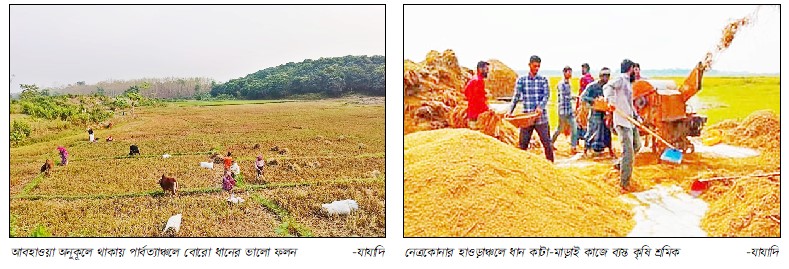 অনুকূল আবহাওয়ায় পাহাড় ও হাওড়ে বোরোর অধিক ফলন