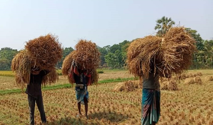 তীব্র তাপদাহ উপেক্ষা করে ধান কাটায় ব‍্যস্ত কৃষক