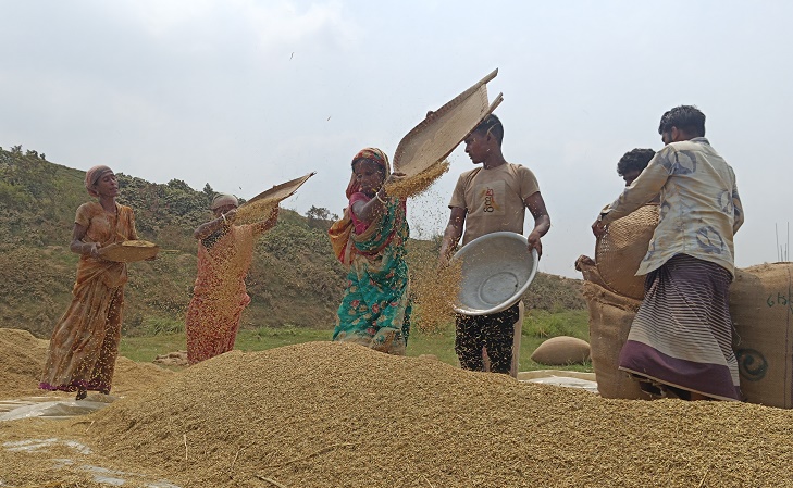 সোনালী ধান ঘরে তোলার আগে বৃষ্টি চায় না কৃষক