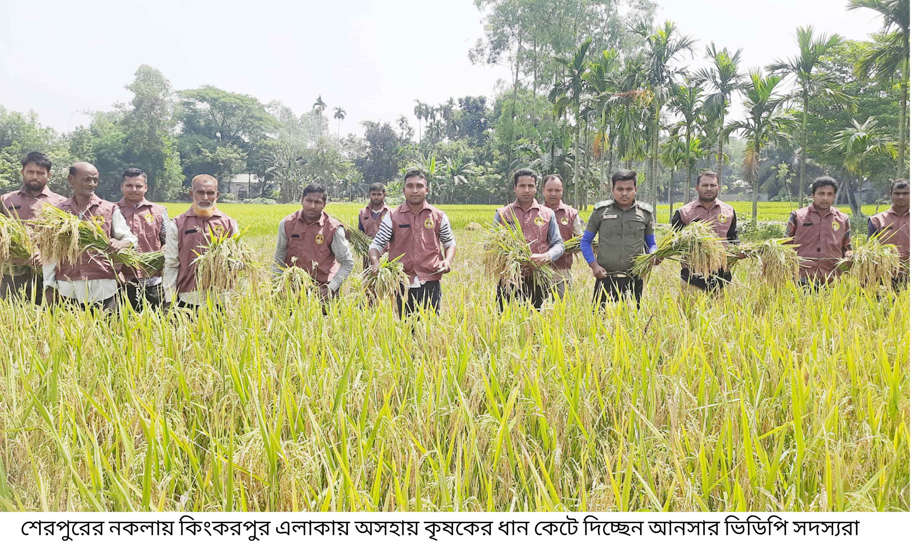 নকলায় কৃষকের জমির ধান কেটে দিলেন আনসার ভিডিপি সদস্যরা