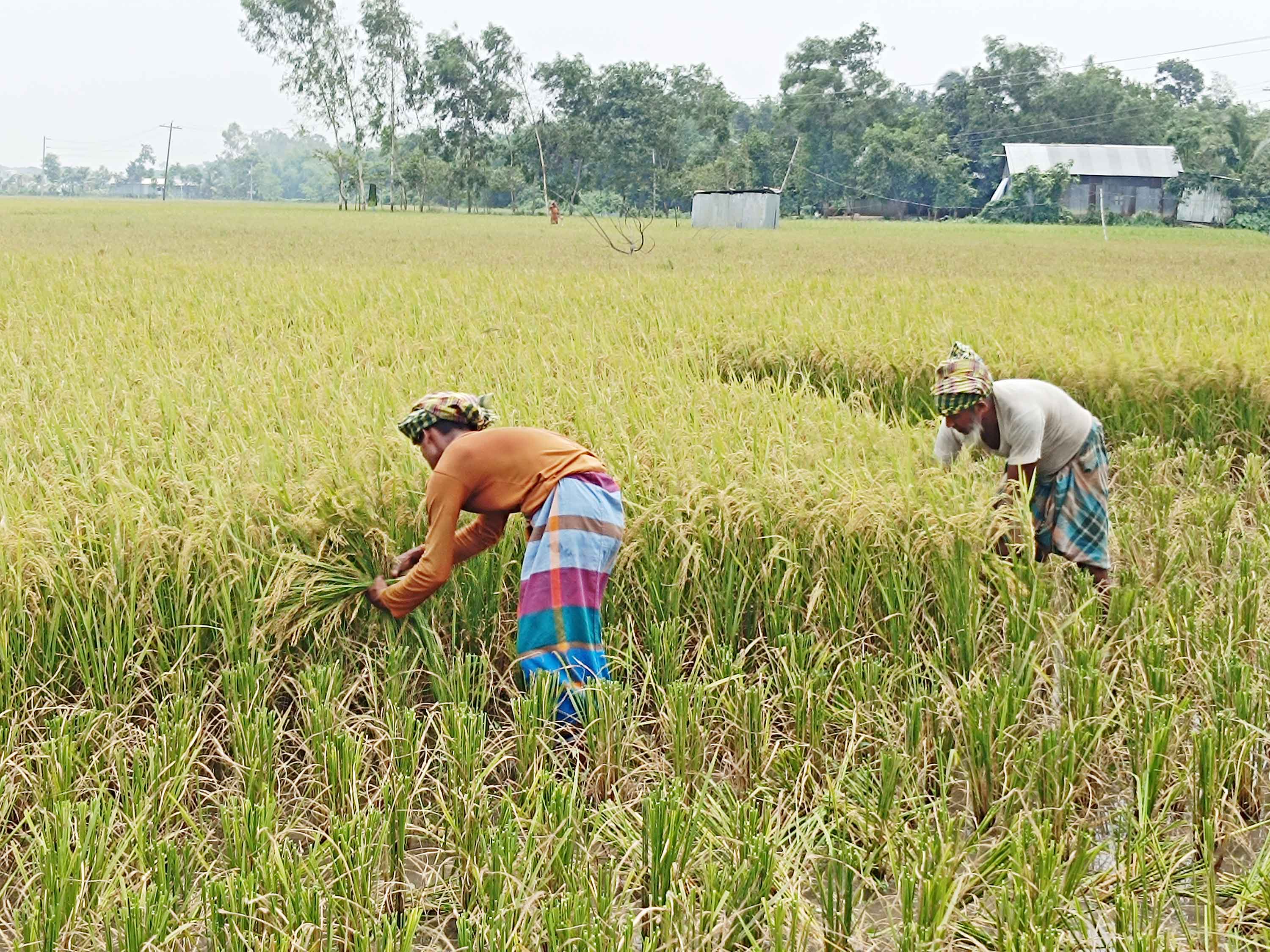 সোনালি ধান ঘরে তোলার আগে বৃষ্টি চান না ব্রাহ্মণবাড়িয়ার কৃষকরা