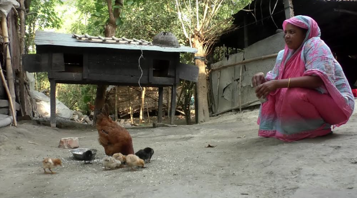 বিশেষ আবাসন পদ্ধতিতে মুরগী পালন