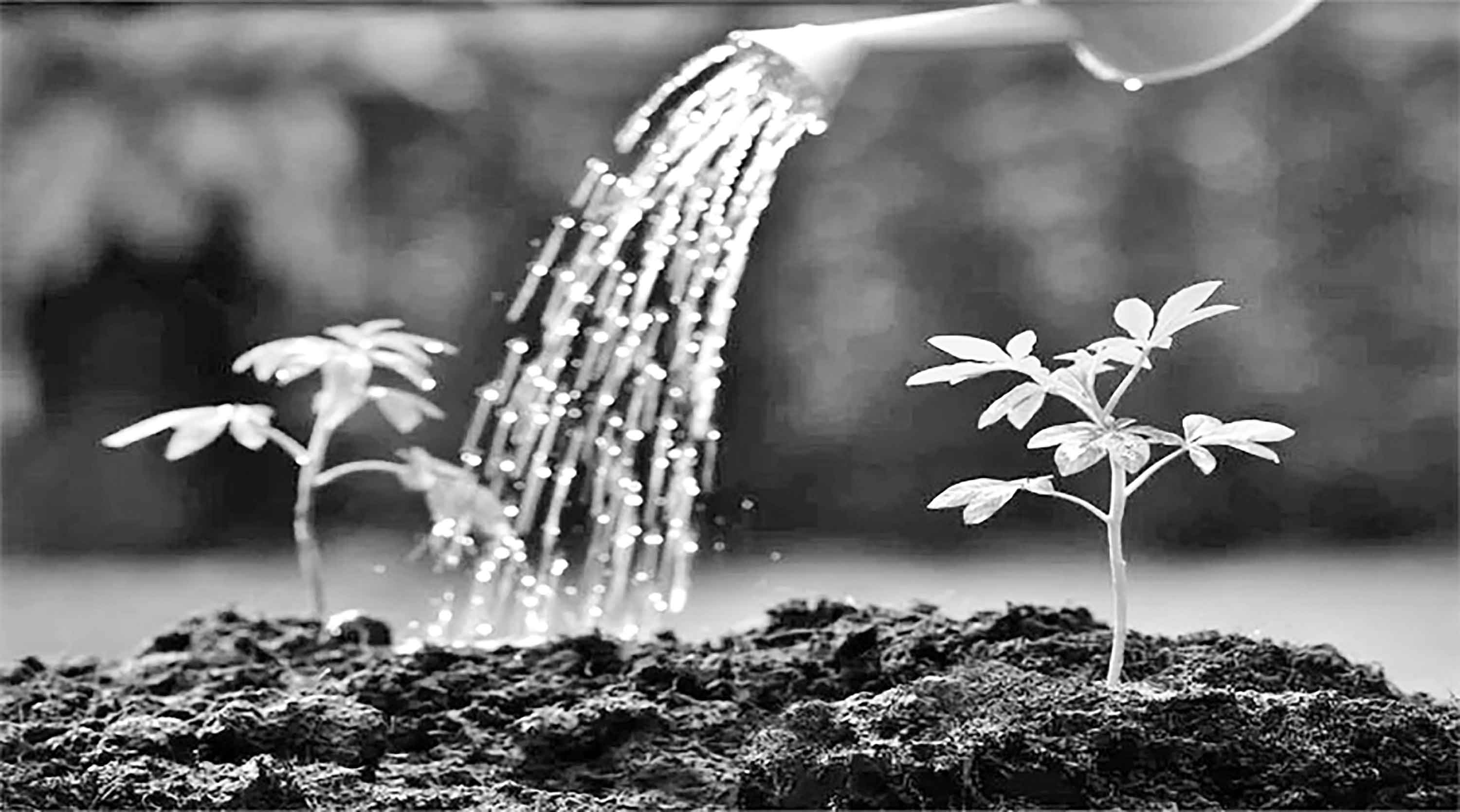গাছ লাগান, ফিরবে পরিবেশের ভারসাম্য
