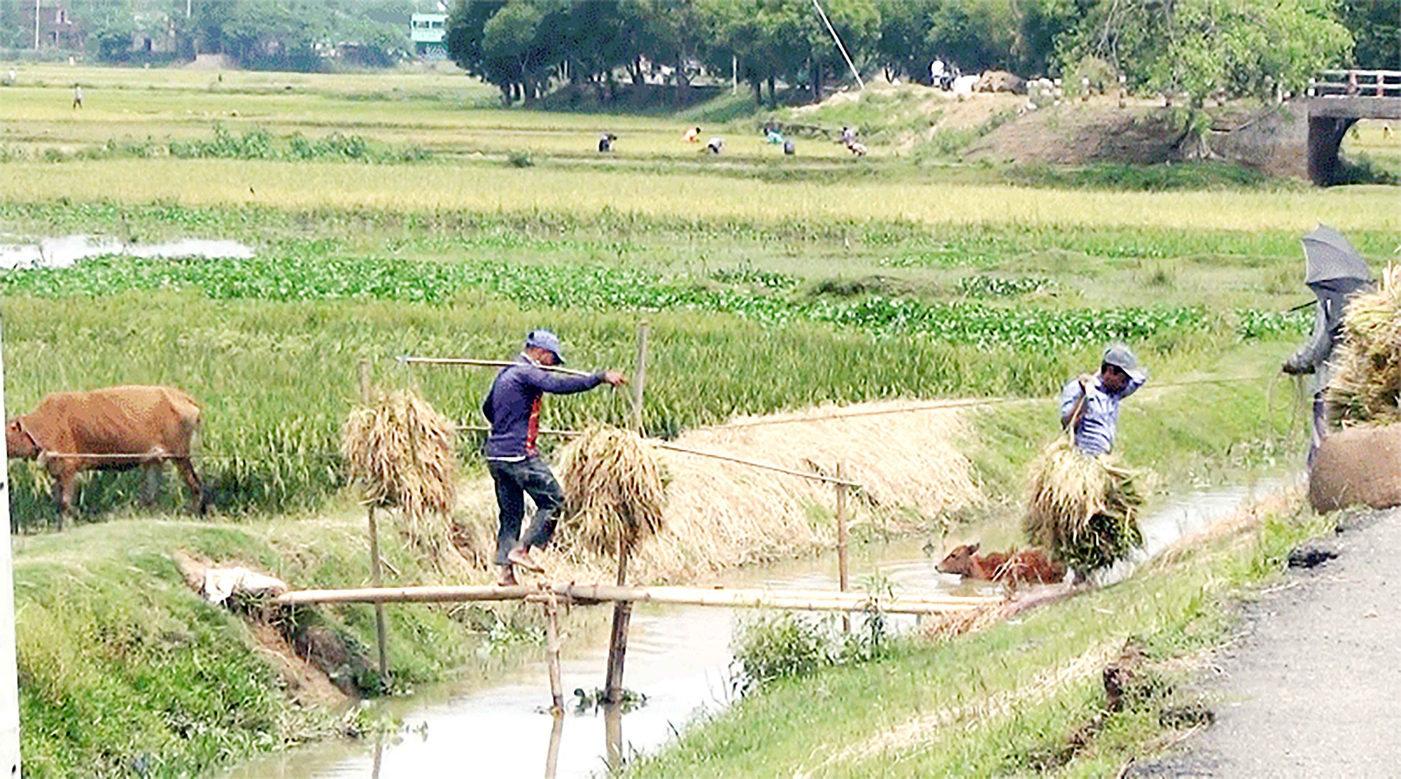 মৌলভীবাজারে ২ লাখ ৪৪ হাজার টন ধান উৎপাদনের সম্ভাবনা