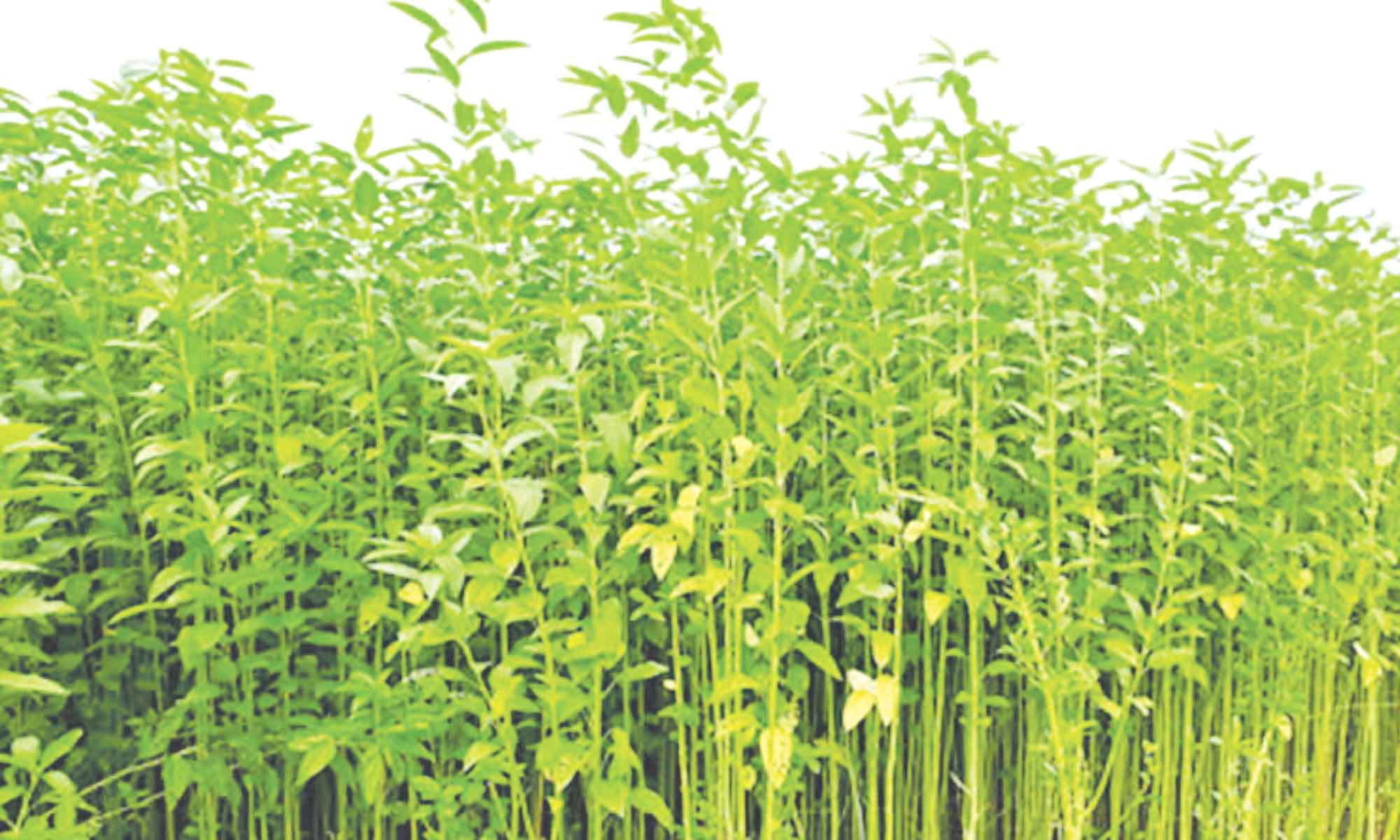 সোনালি দিনের হাতছানি দিচ্ছে সোনালি আঁশ