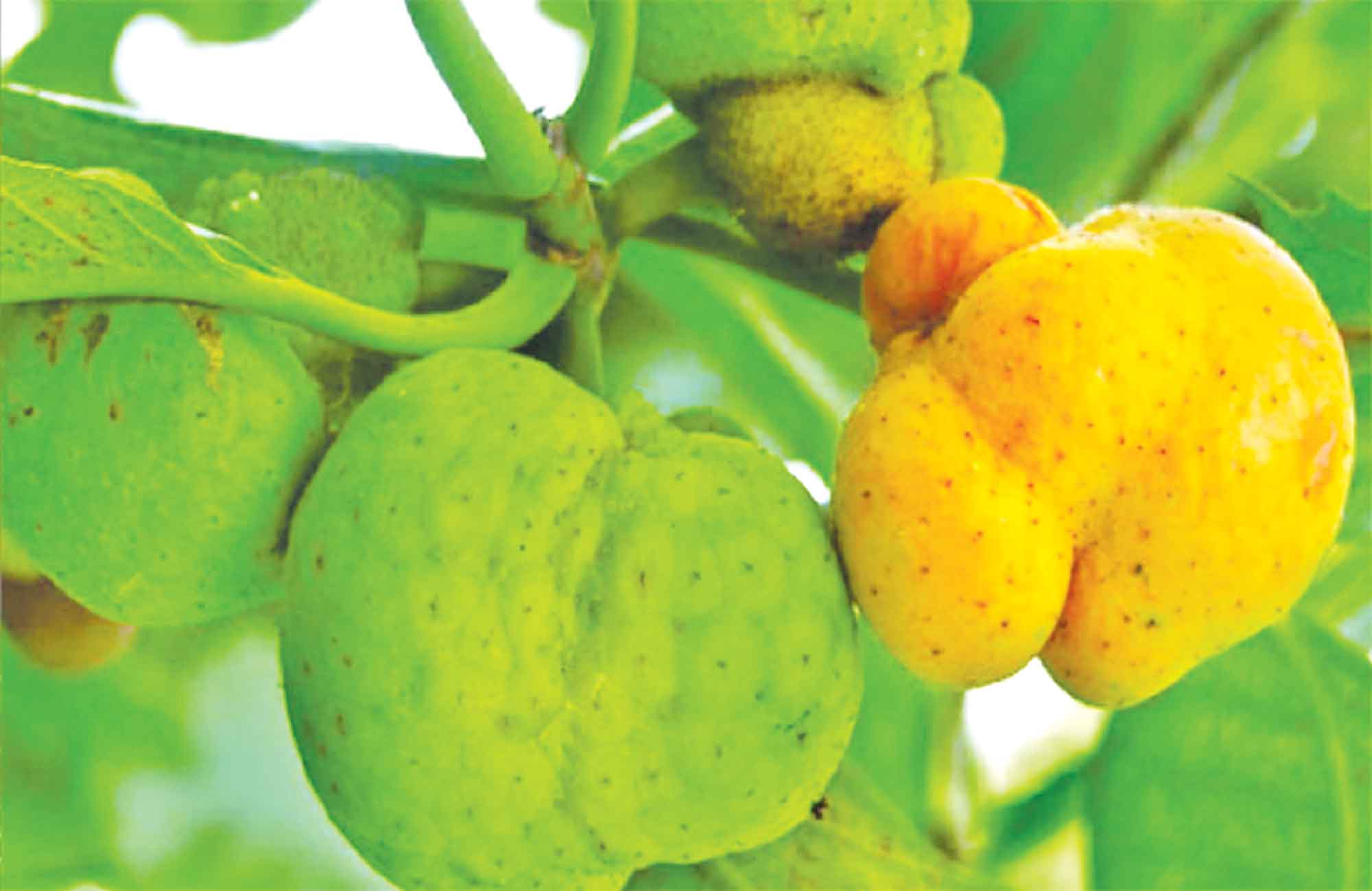 দেশি ফলে বেশি পুষ্টি