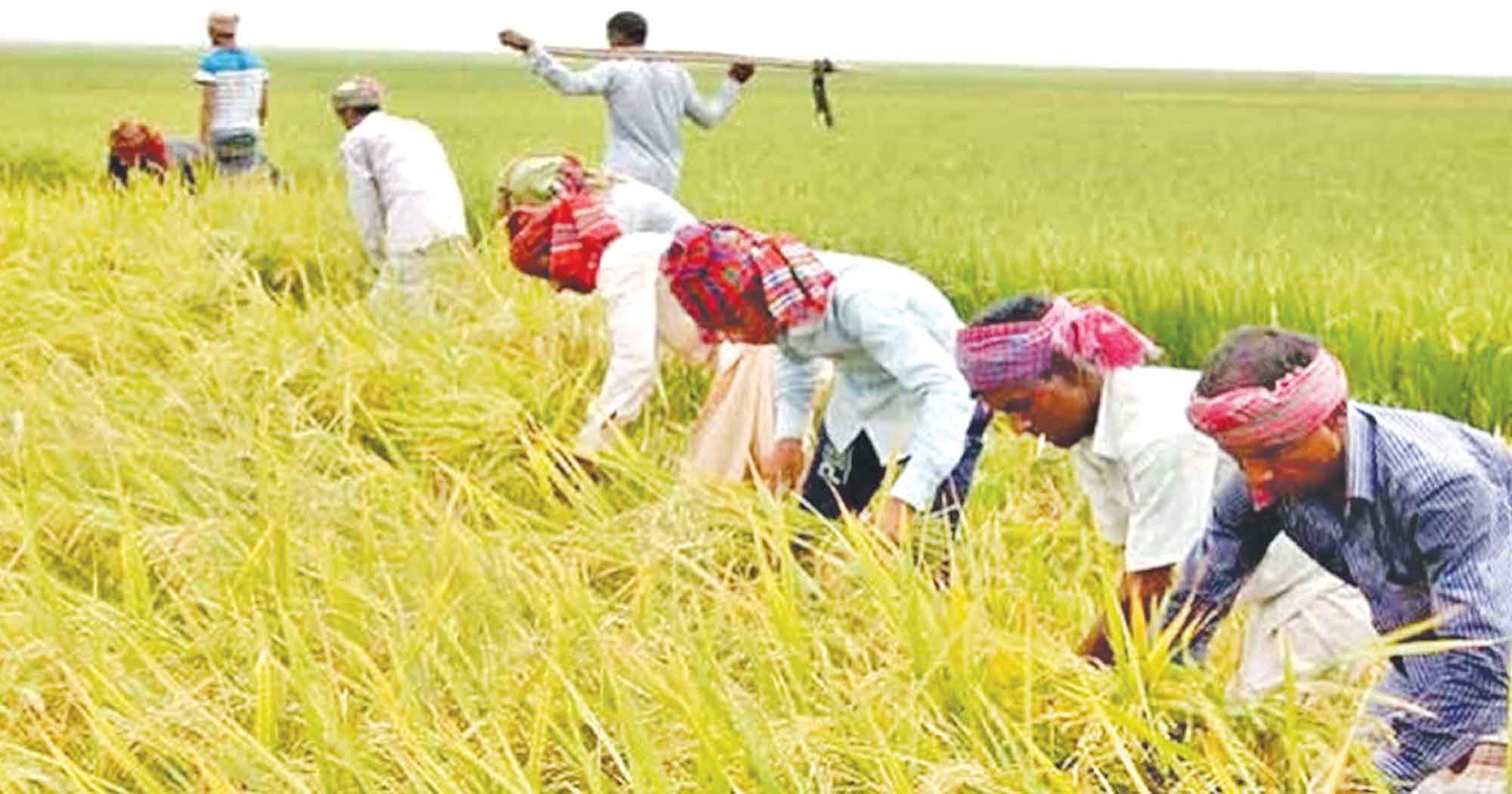 কৃষিনির্ভর অপার সম্ভাবনার বাংলাদেশ