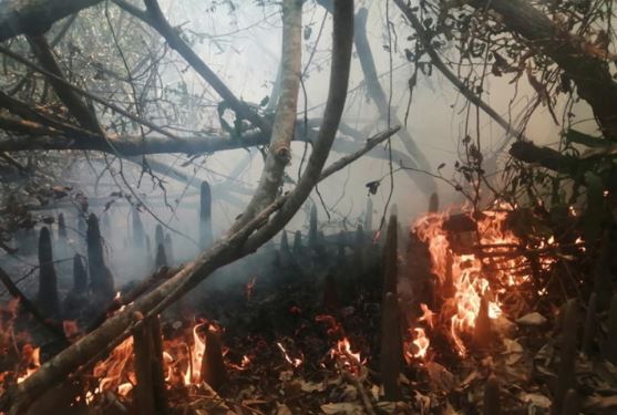 It will take 2-3 days to extinguish Sundarban fire