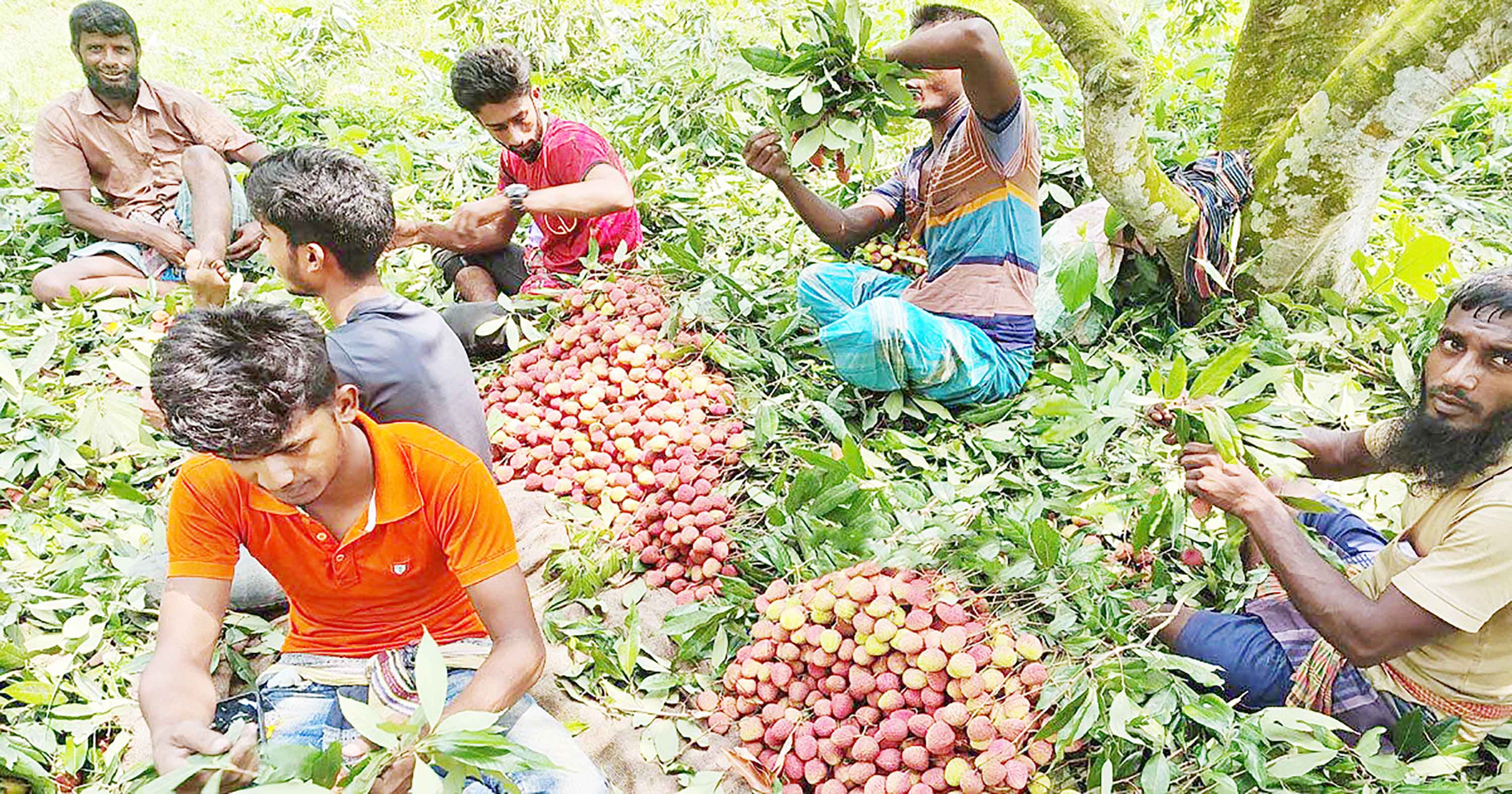 অপরিপক্ব লিচুতে সয়লাব গাংনীর বাজার